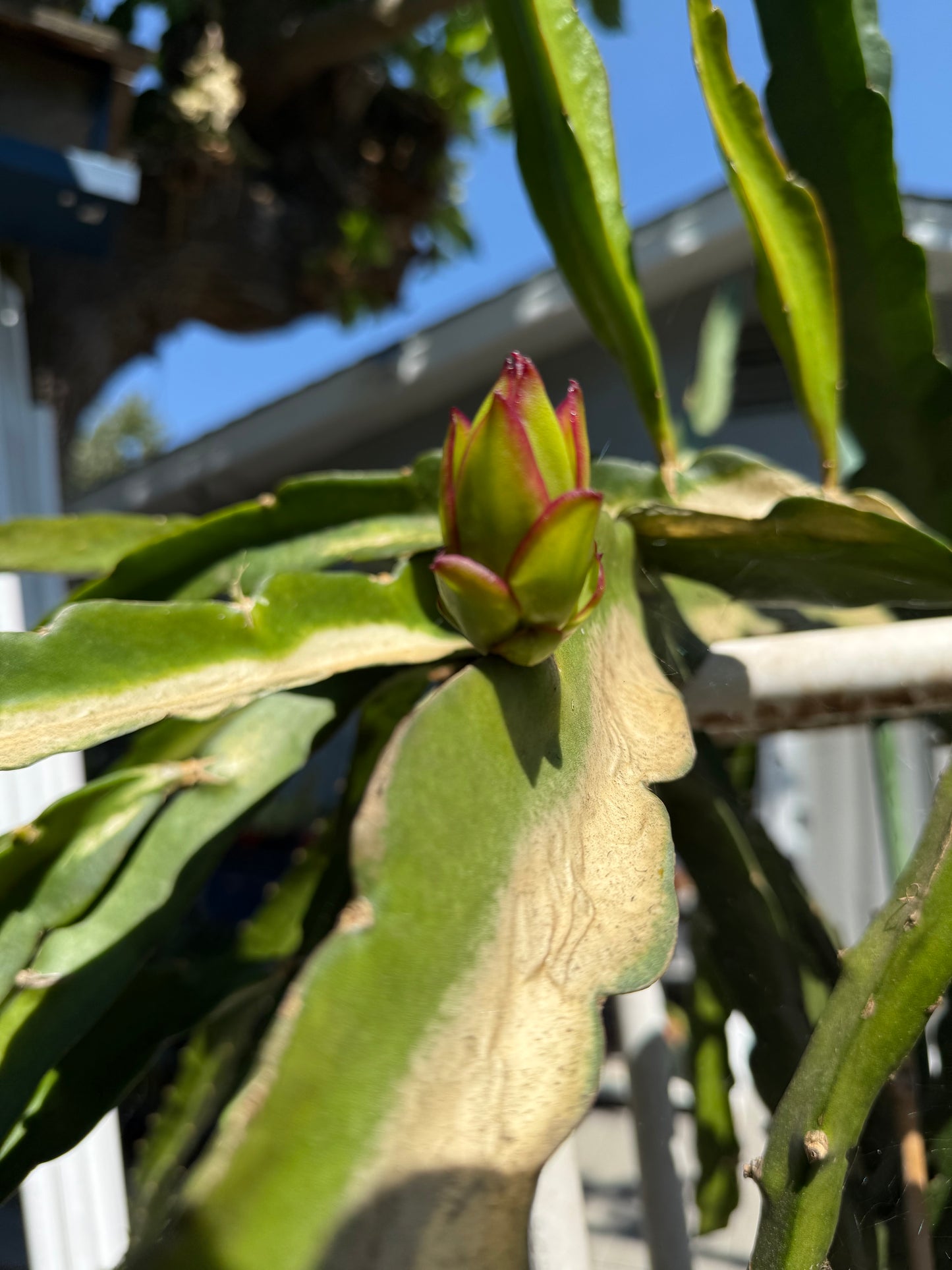 Queen Daenerys dragon fruit live cuttings and rooted plants