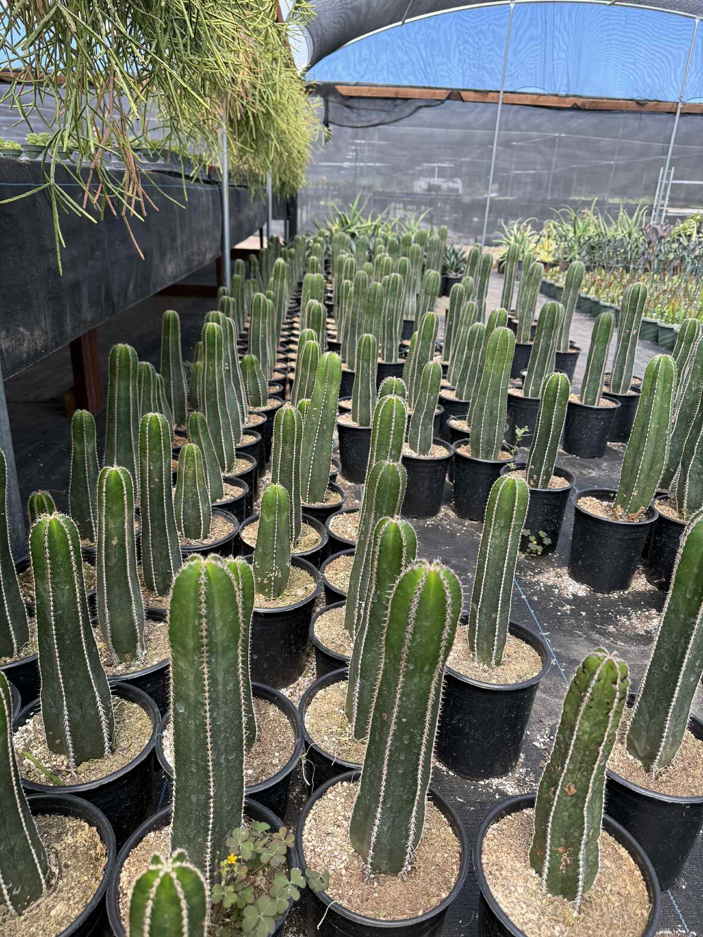 Mexican Fence Post "Pachycereus marginatus" Live Plant
