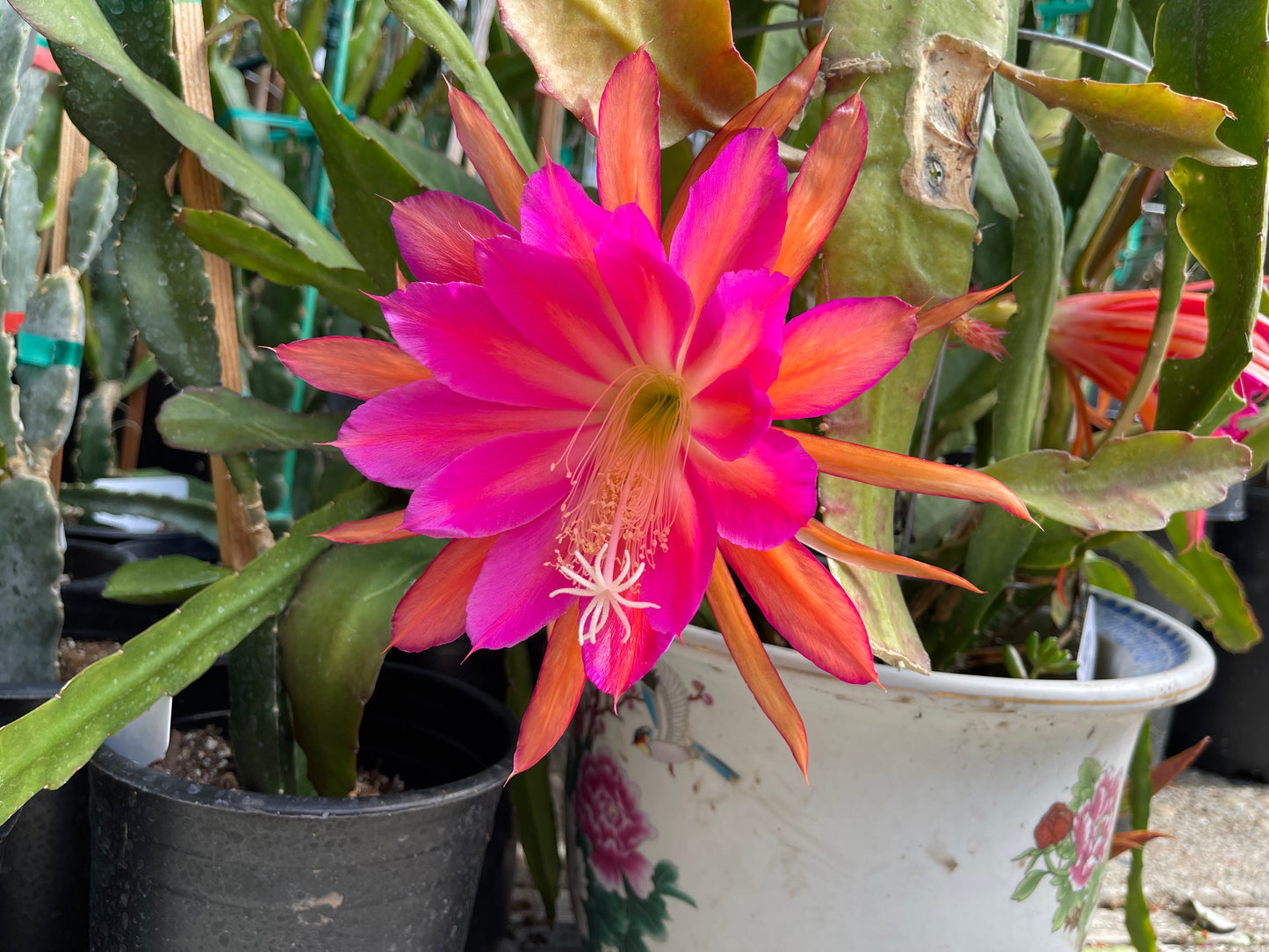 Jeffrey Kida Epiphyllum