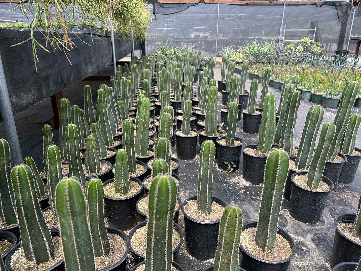 Mexican Fence Post "Pachycereus marginatus" Live Plant