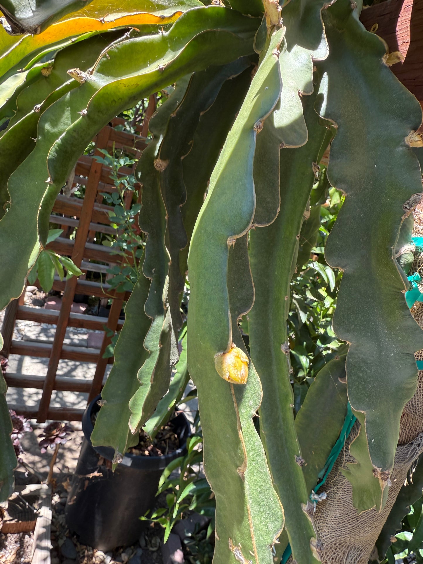 LaVern Red dragon fruit live cuttings 12"