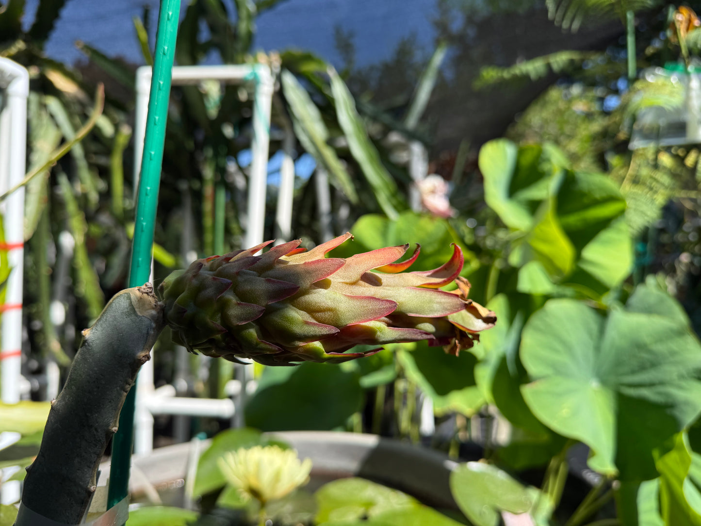 Red Ocamponis Dragon Fruit Cutting