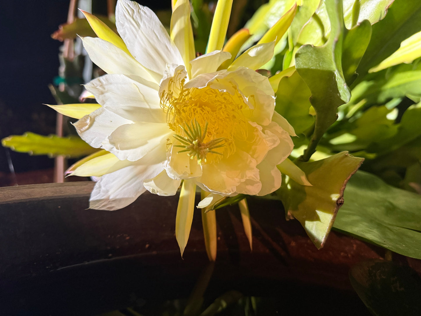 Red Ocamponis Dragon Fruit Cutting