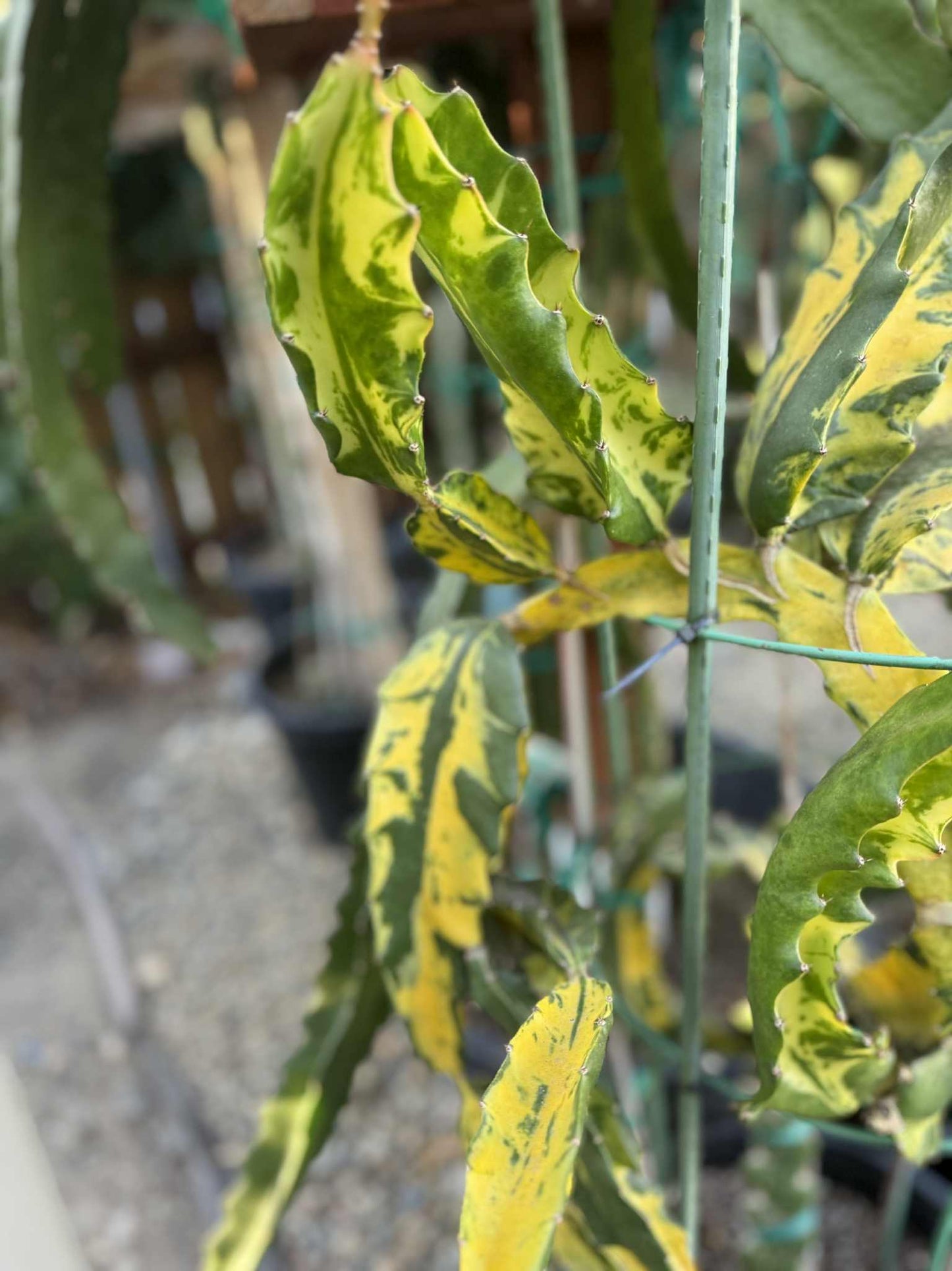 Rare Variegated Undantus Dragon Fruit Cutting