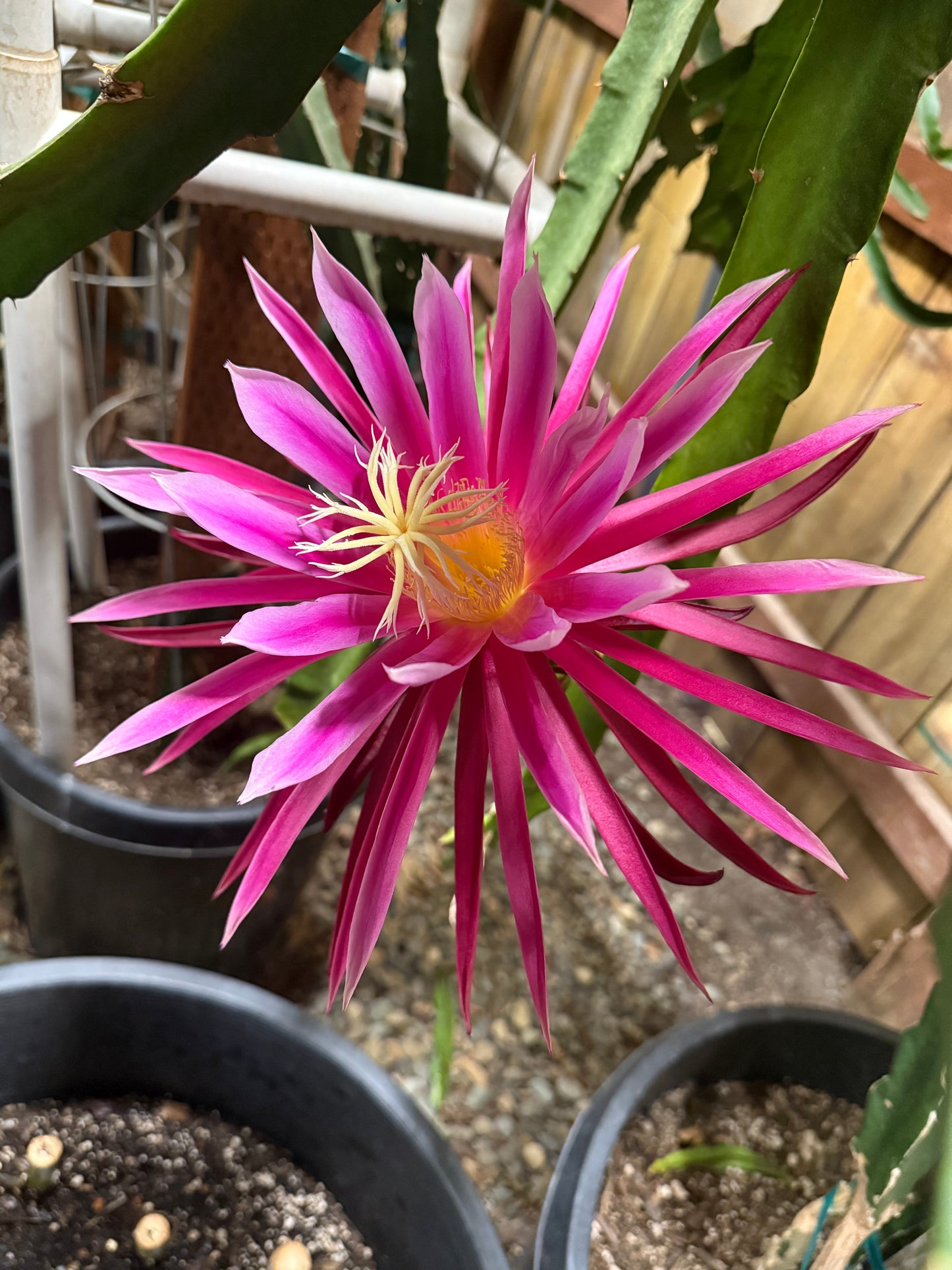 Connie Mayer dragon fruit live cutting (12")
