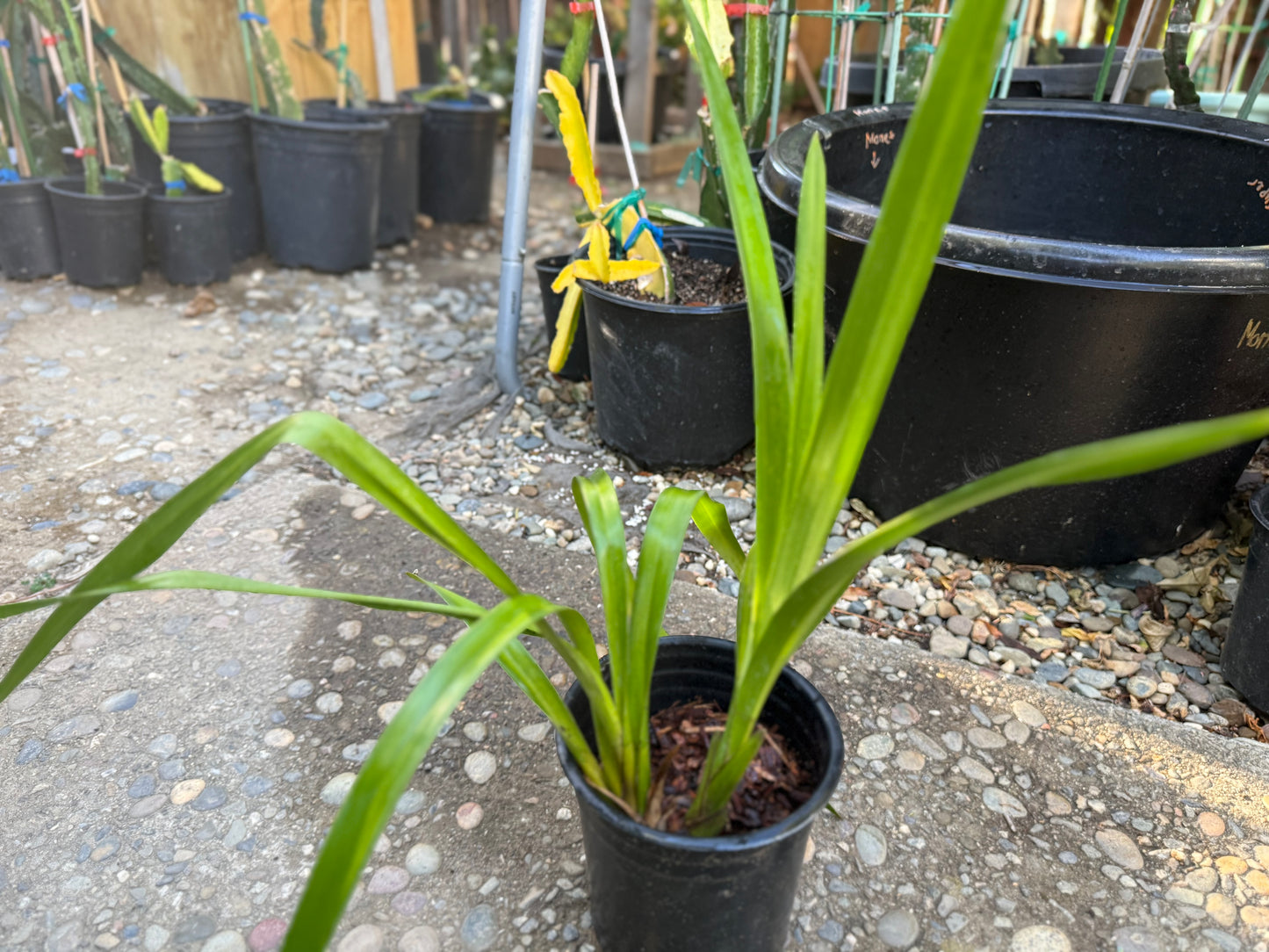 Cymbidium Terrapin Flyer (Green Cymbidium Orchid) live plant