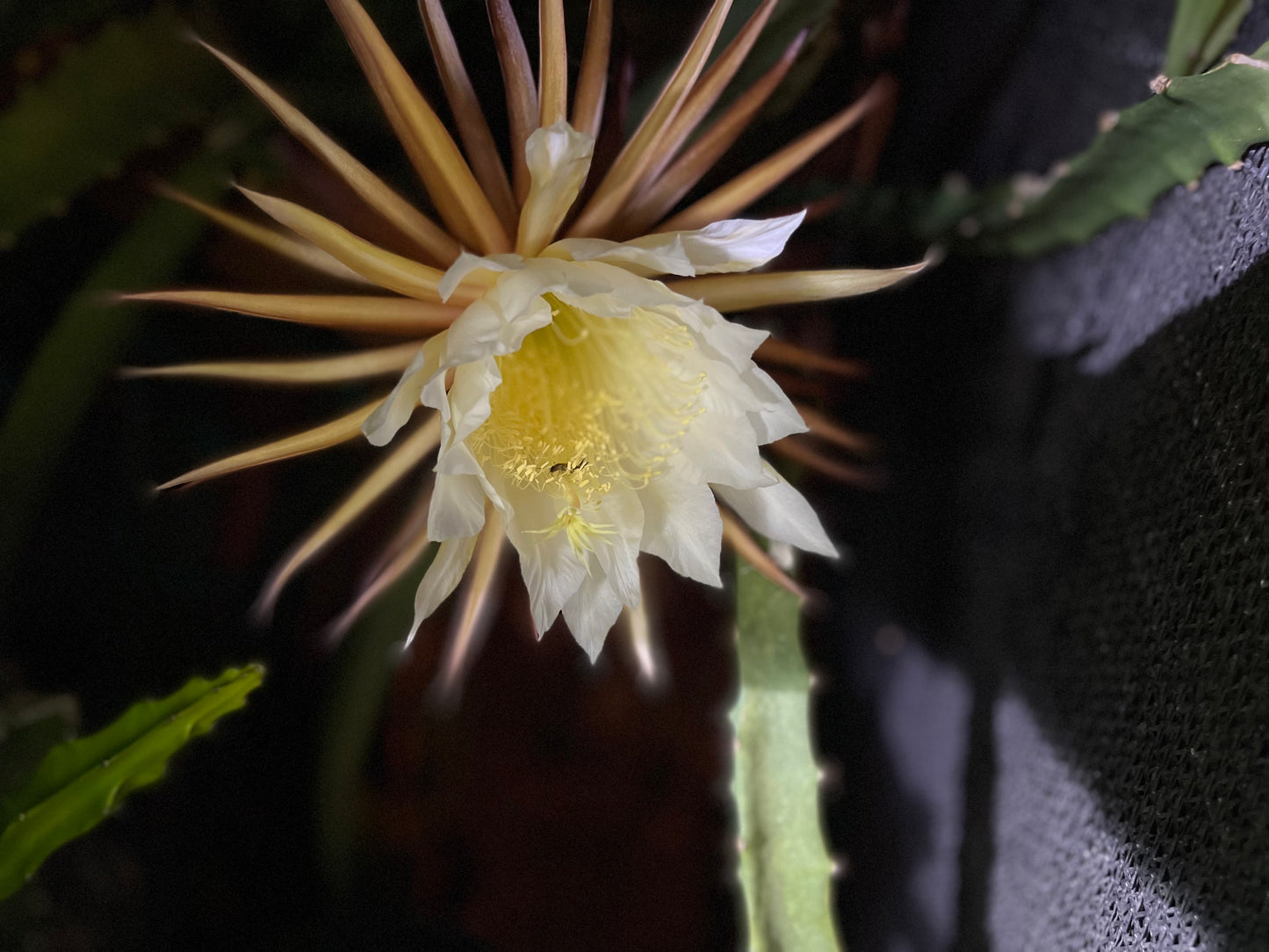 Black Dragon and Black Afrikanis dragon fruit live cutting 12”