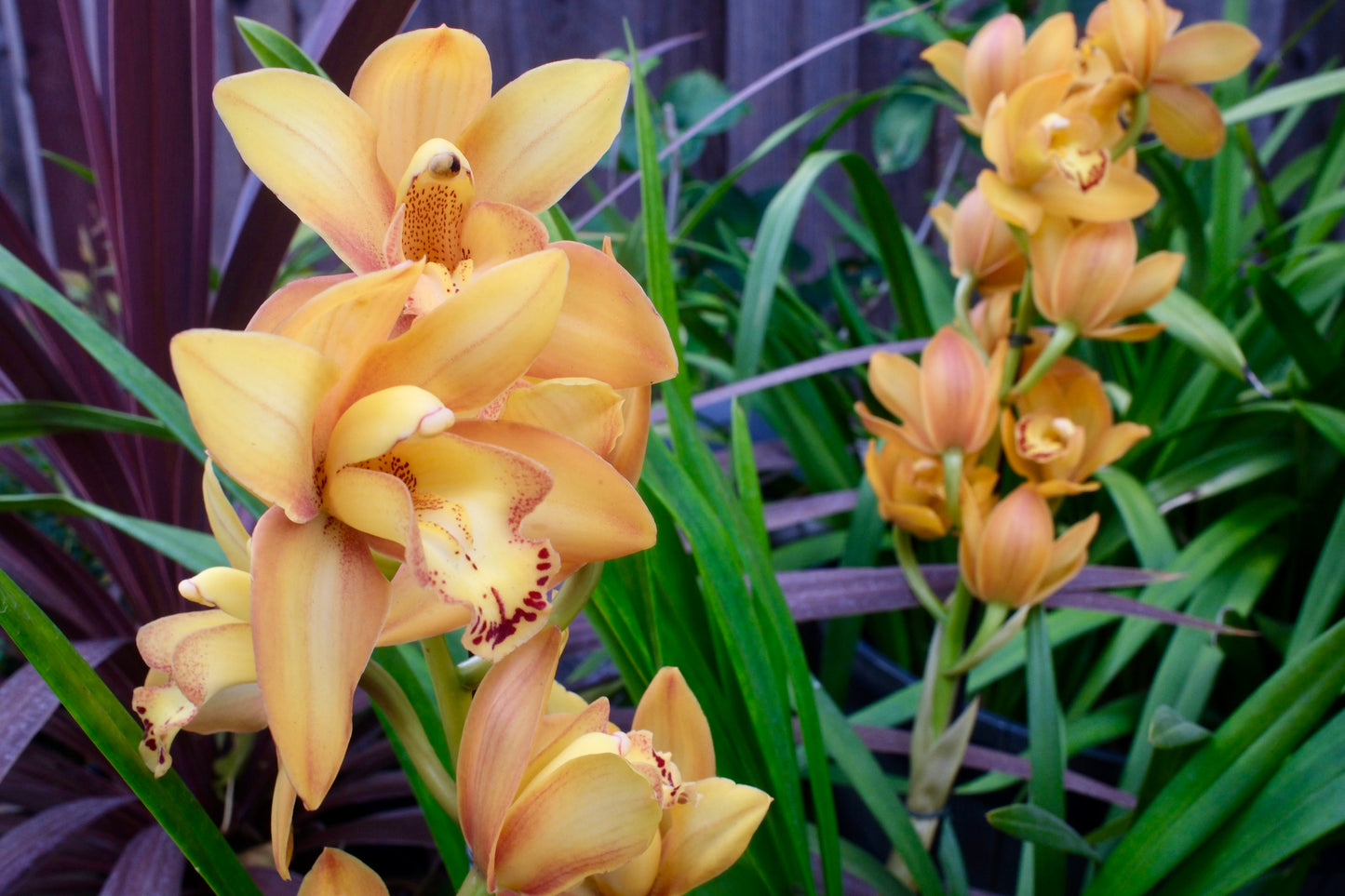 Cymbidium Foxfire Amber ‘Dural’ (Orange Boat Orchid) live plant