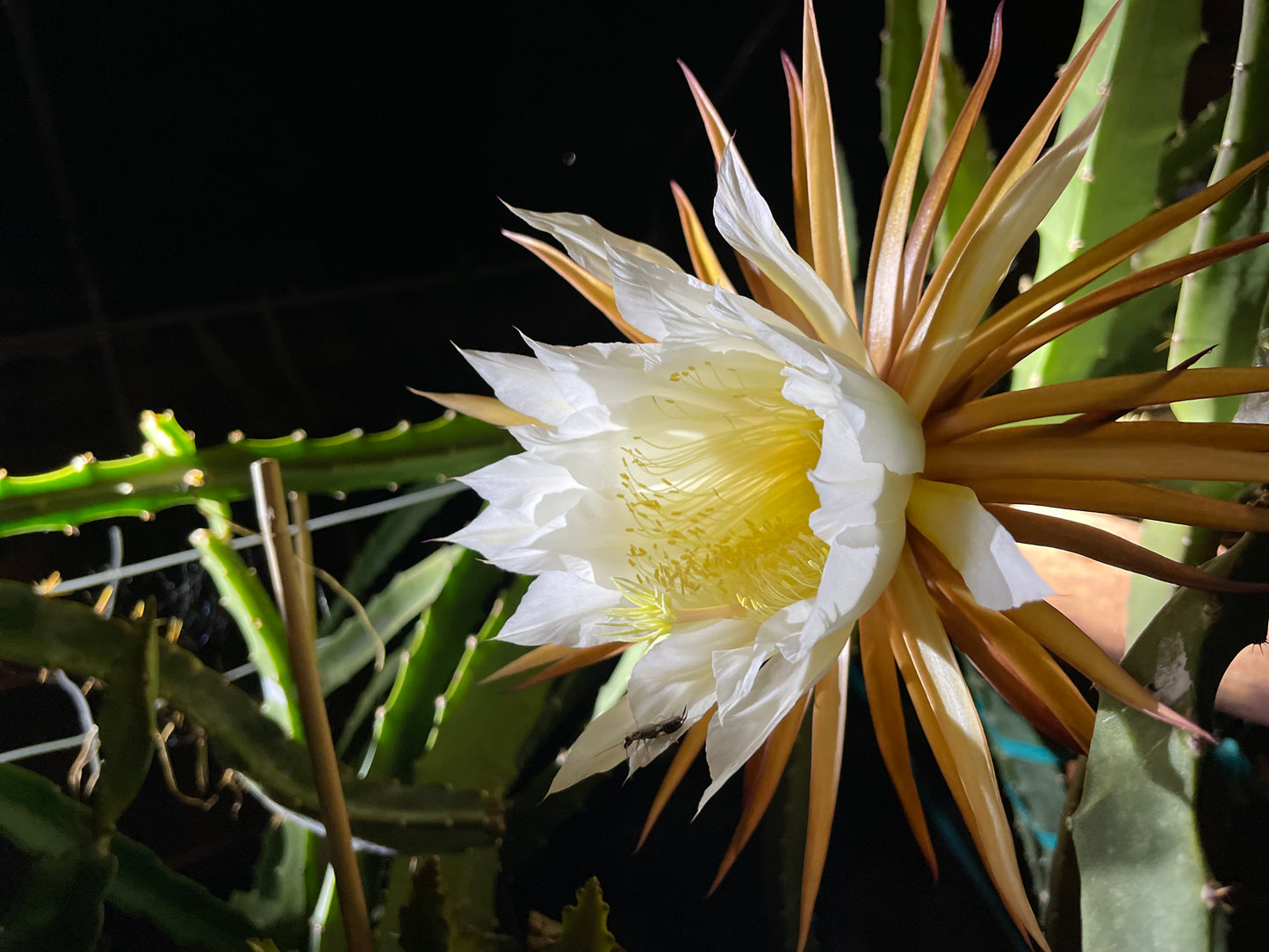 Black Dragon and Black Afrikanis dragon fruit live cutting 12”