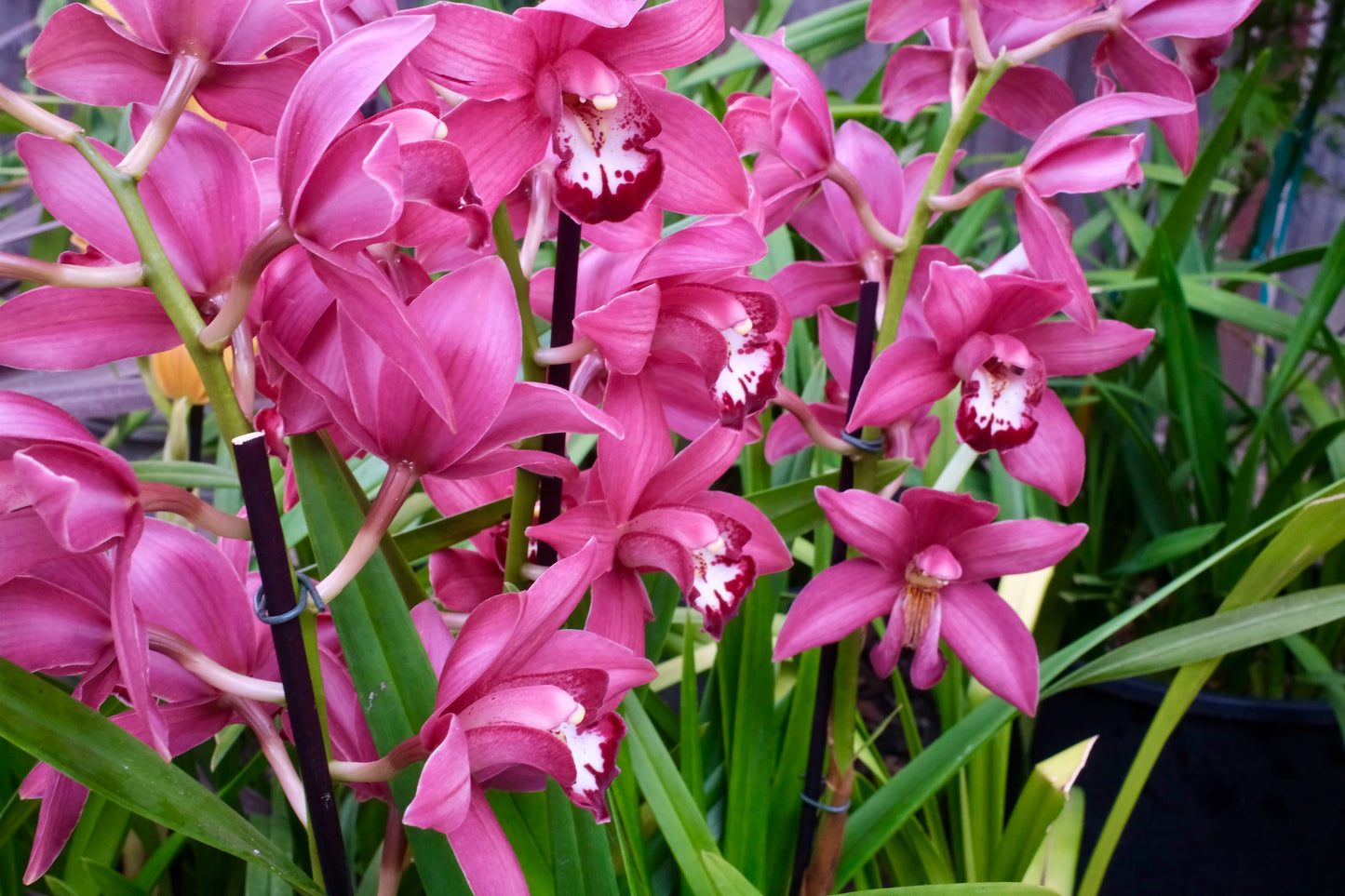 Cymbidium Barrita Twinkle "Nice dark pink" (boat orchid) live plant