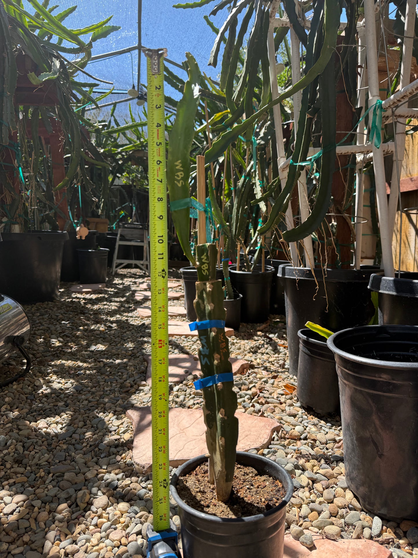 Wild Berry Skittles (Asunta 6-2) grafted Dragon Fruit live plant