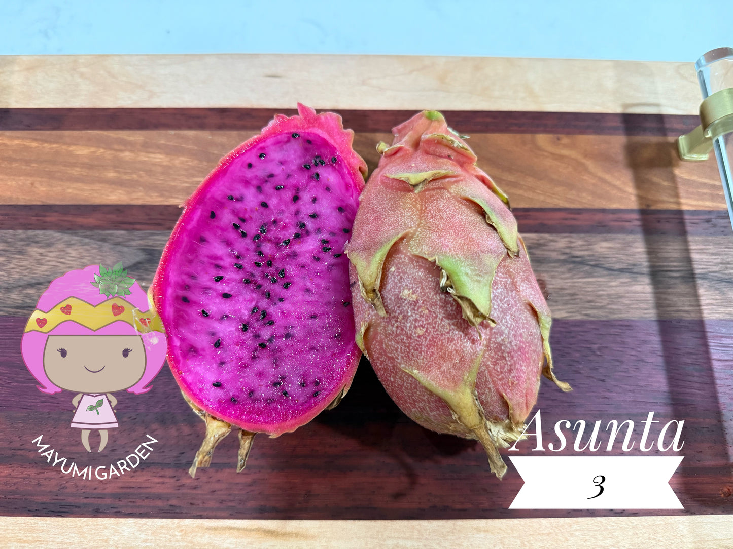 Asunta 3 dragon fruit cuttings 12" and rooted plant
