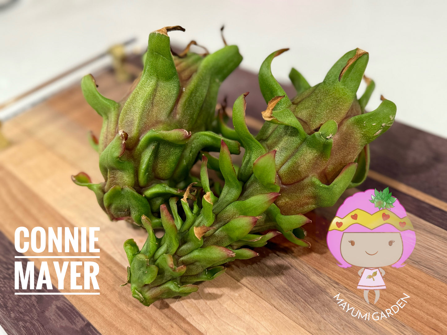 Connie Mayer dragon fruit live cutting (12")