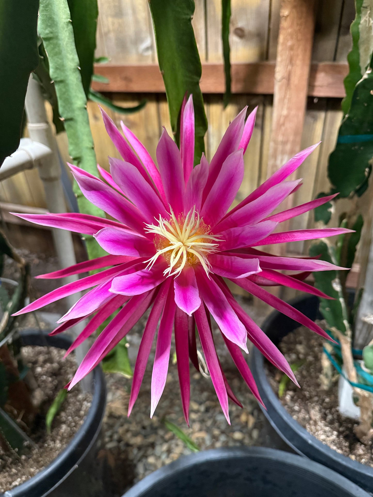Connie Mayer dragon fruit live cutting (12")