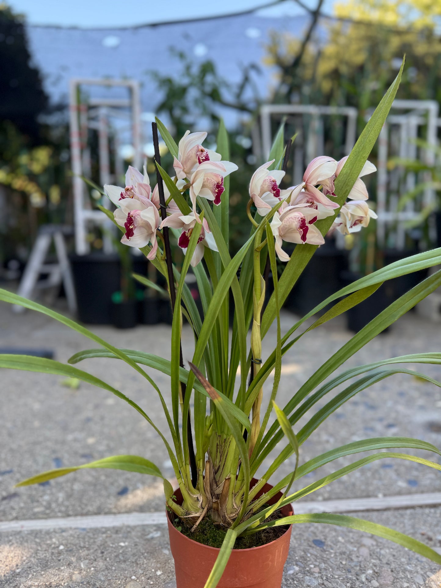 Cymbidium Barrita Sanguine “Pale Pink” live plant
