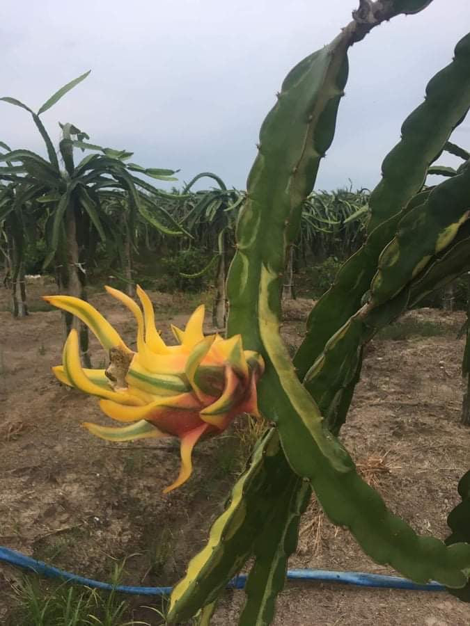 Worth Variegated Dragon Fruit rooted plant