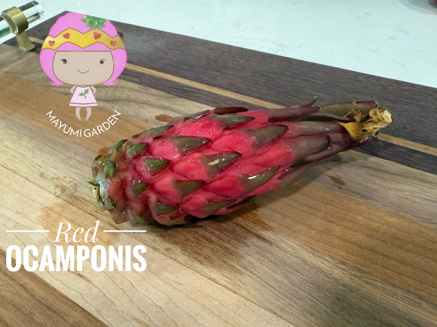 Red Ocamponis Dragon Fruit Cutting