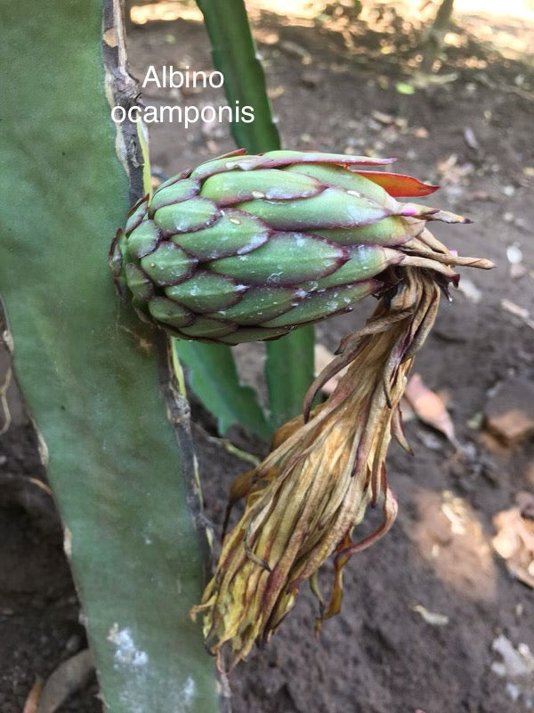 Ocamponis Grilla, Albino, Red and Purple cuttings and rooted plants