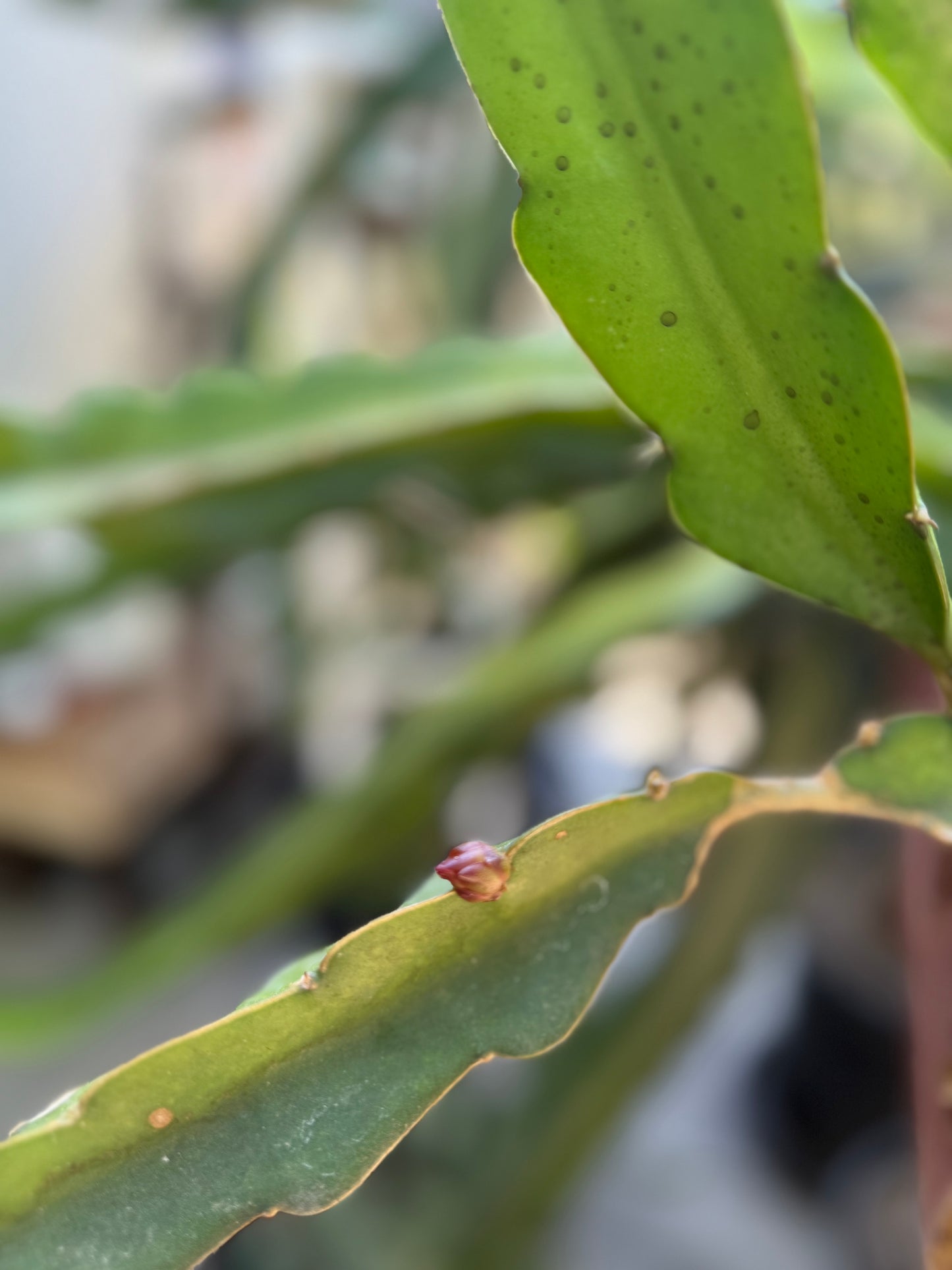 Amelie (Don Burnett ‘s hybrid) dragon fruit cutting (12") and rooted plant