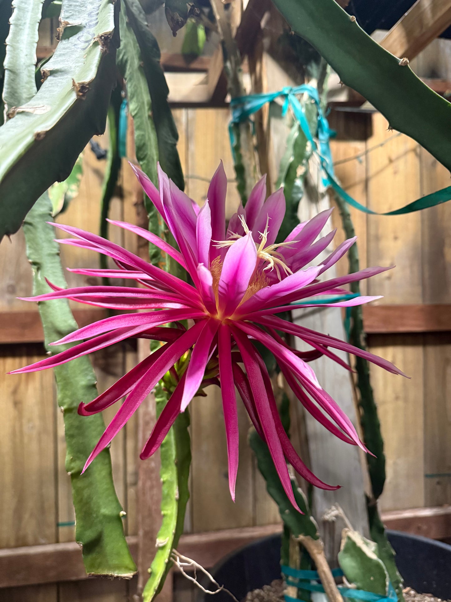 Connie Mayer dragon fruit live cutting (12")