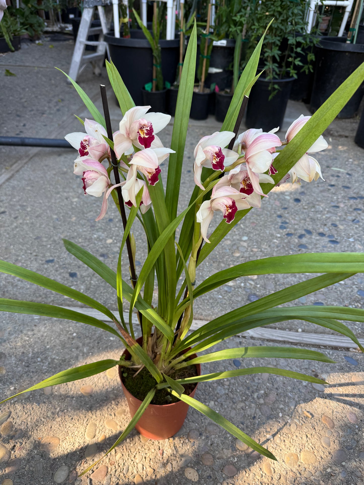 Cymbidium Barrita Sanguine “Pale Pink” live plant