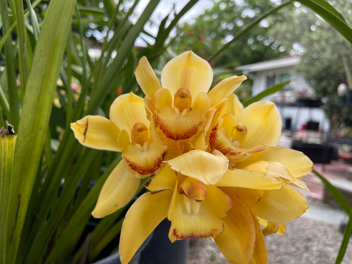 Yellow Cymbidium (Yellow Boat Orchid) live plant