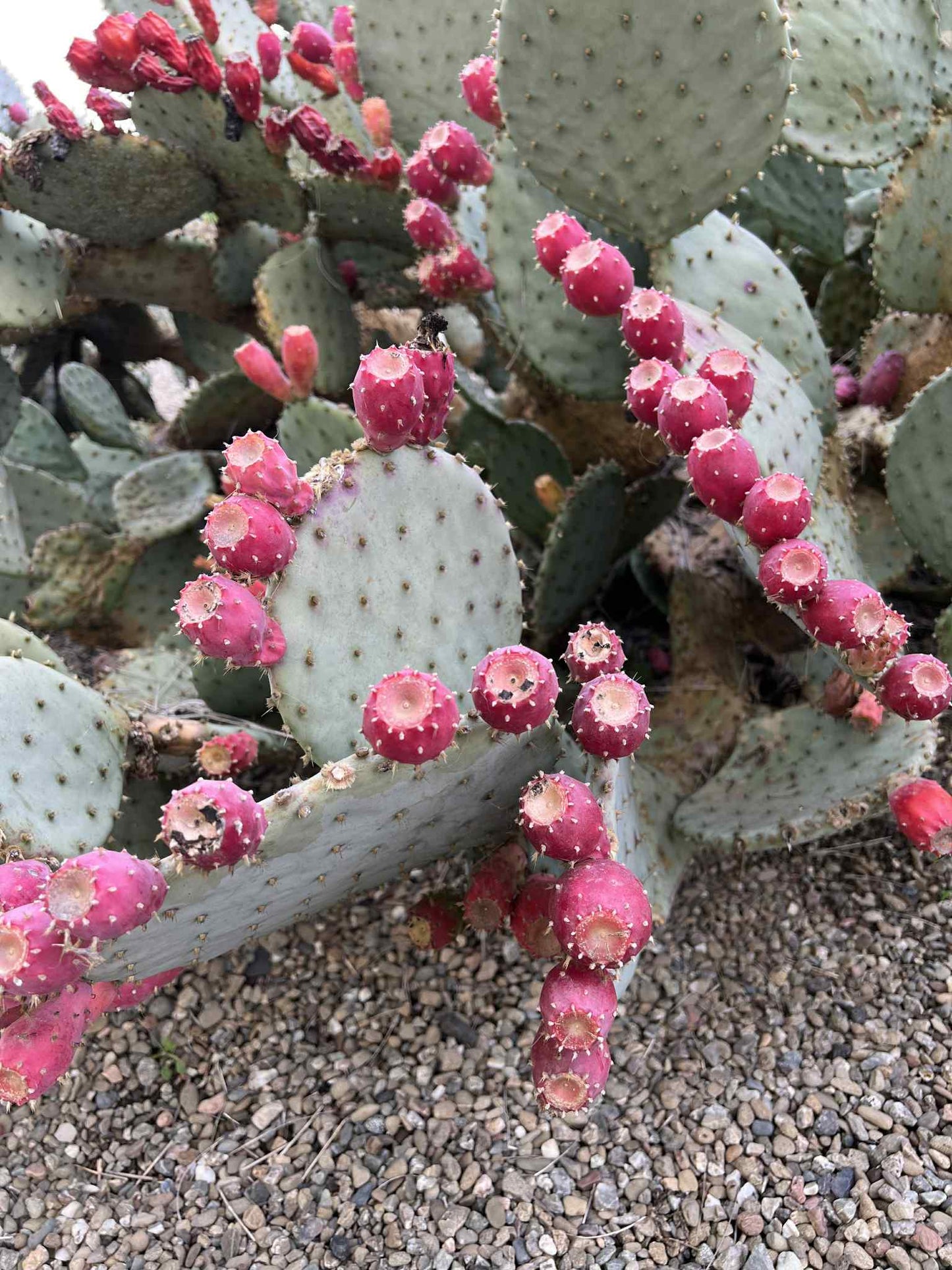 Opuntia Purple Santa Rita Prickly Pear, Cactus, Live plant