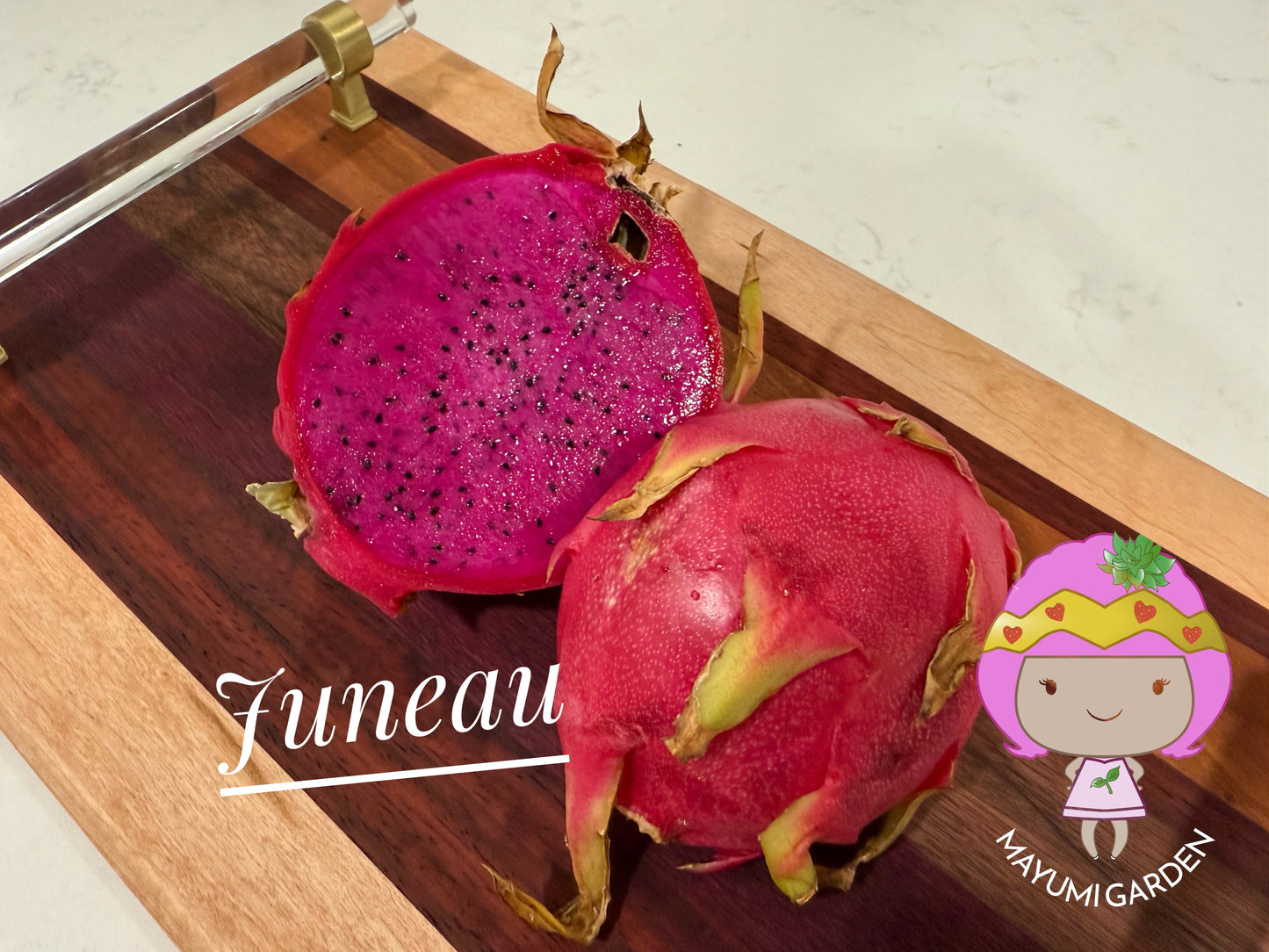 Juneau dragon fruit live cutting