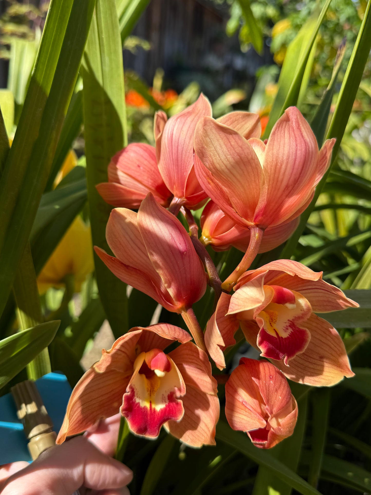 Cymbidium Foxfire Amber ‘Dural’ (Orange Boat Orchid) live plant