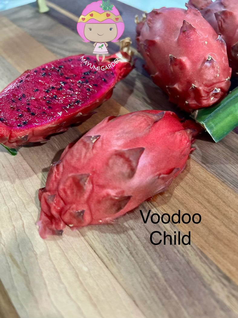 Voodoo Child dragon fruit live cuttings and rooted plants