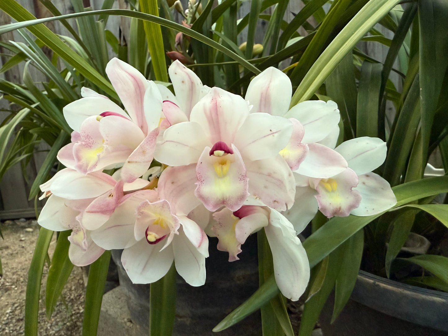 Cymbidium Barrita Sanguine “Pale Pink” live plant