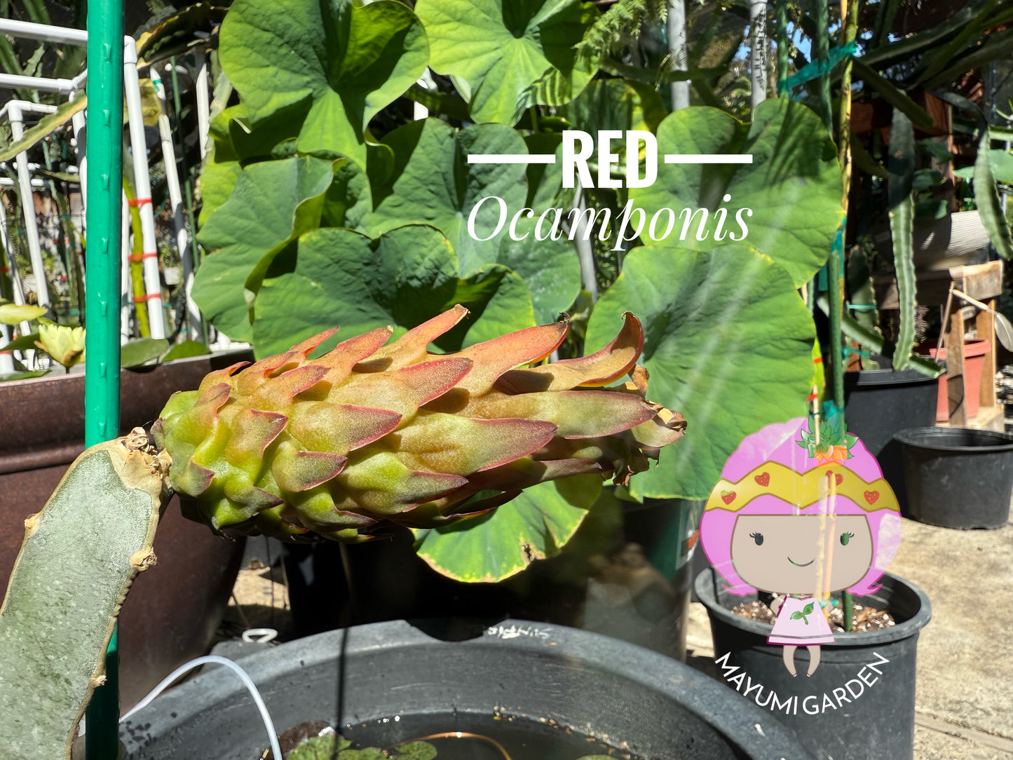 Red Ocamponis Dragon Fruit Cutting