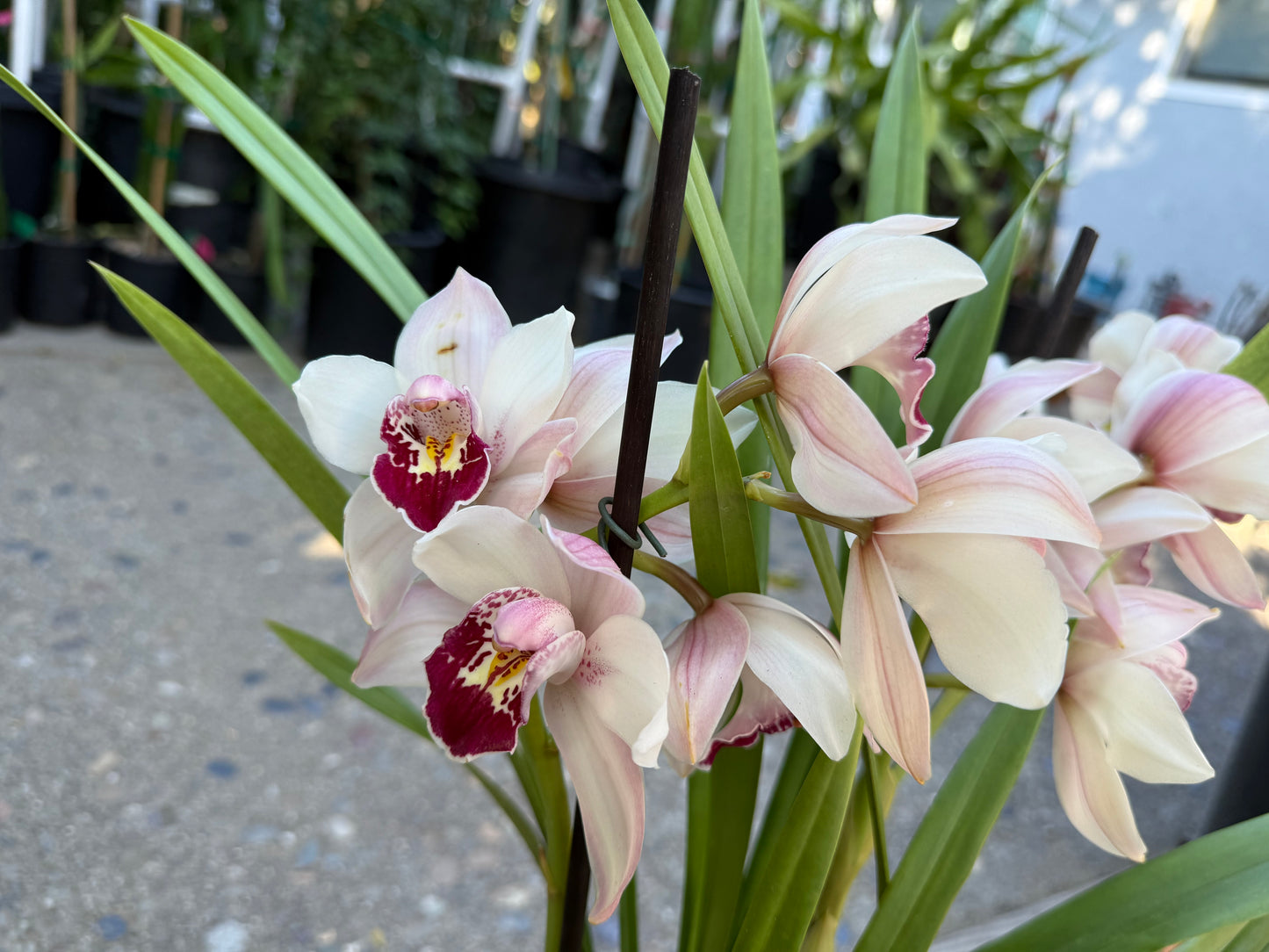 Cymbidium Barrita Sanguine “Pale Pink” live plant
