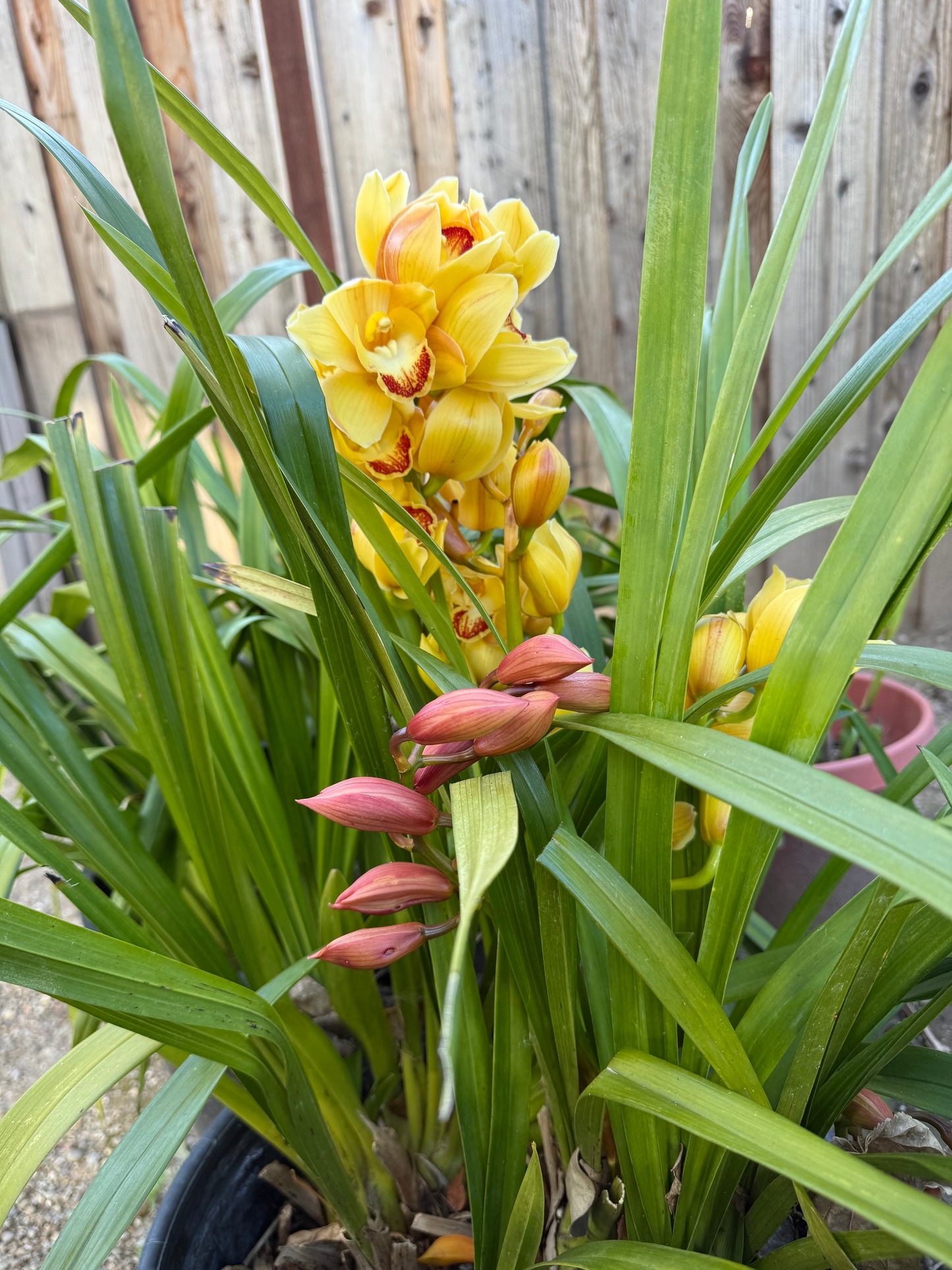 Yellow Cymbidium (Yellow Boat Orchid) live plant