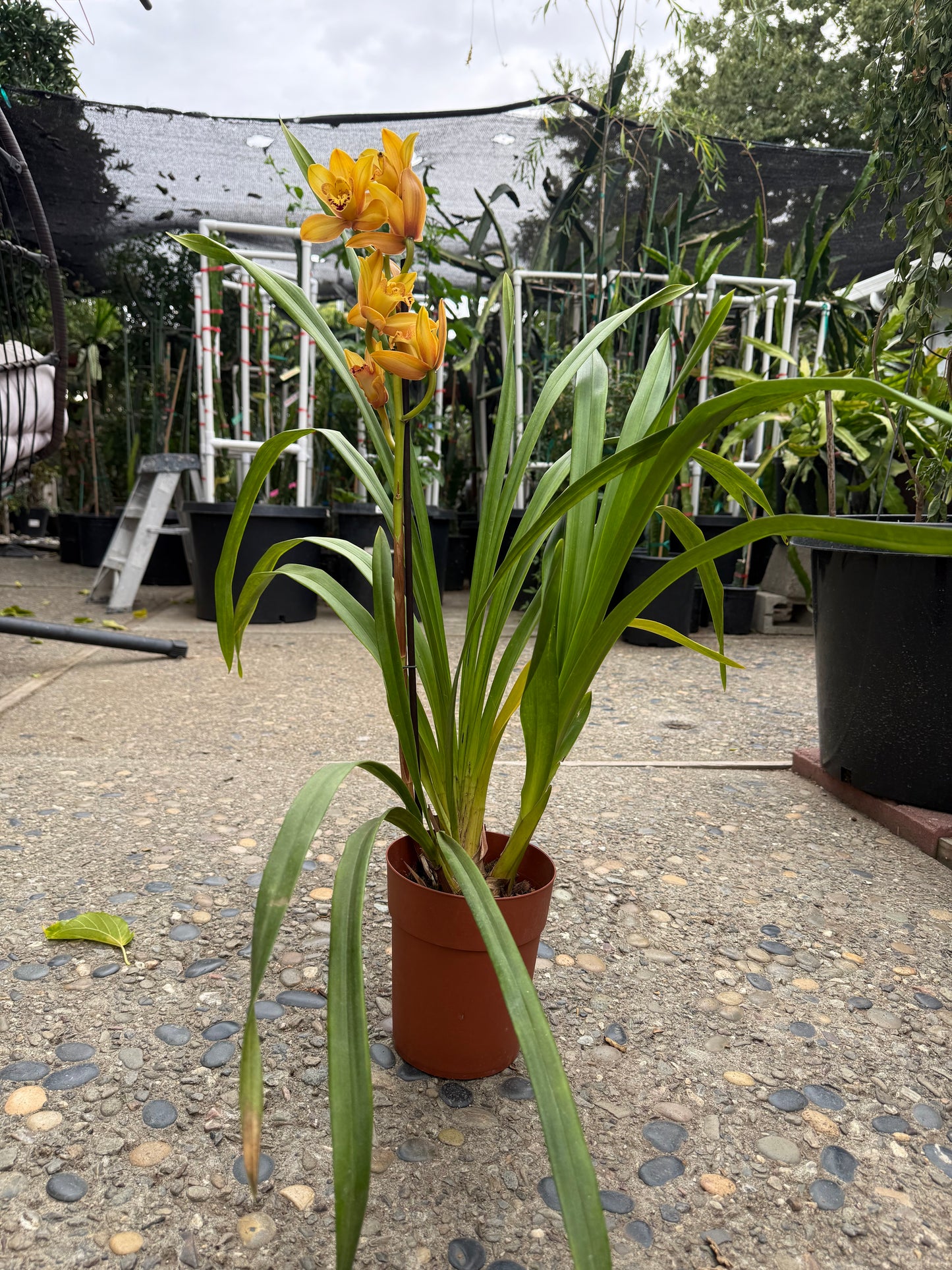 Cymbidium Foxfire Amber ‘Dural’ (Orange Boat Orchid) live plant