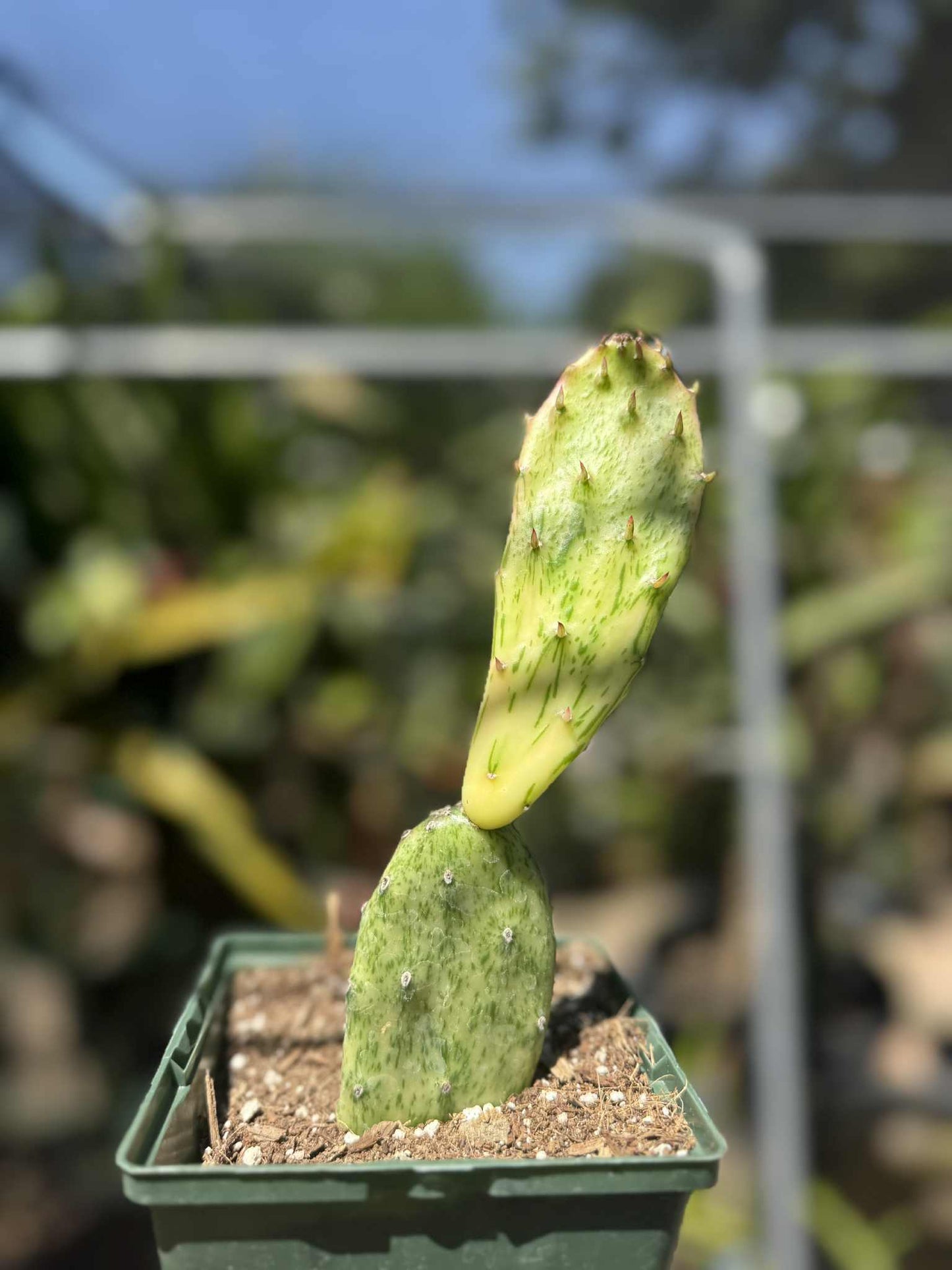 Opuntia Sunburst Variegata Live Plant
