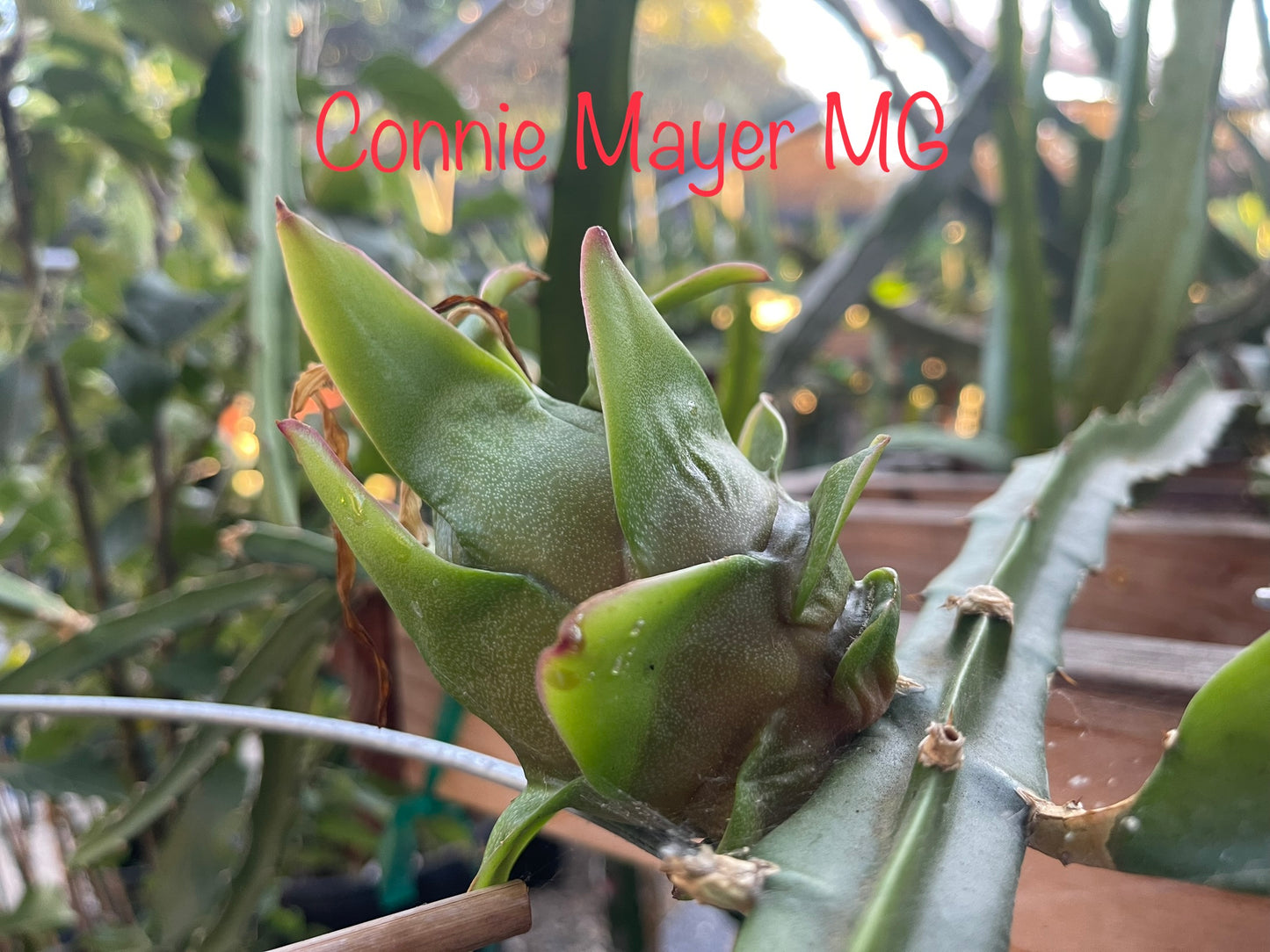 Connie Mayer dragon fruit live cutting (12")