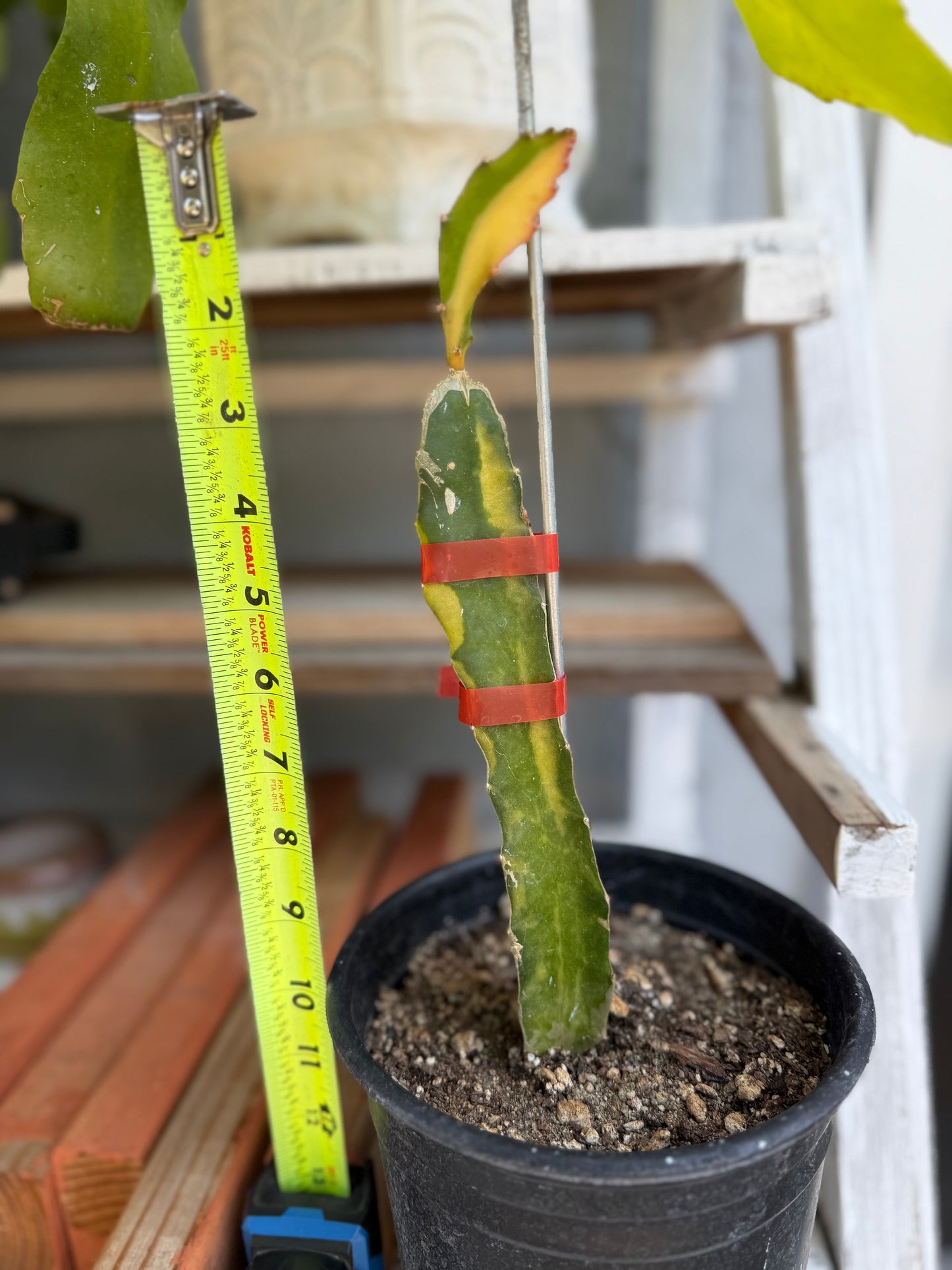 Worth Variegated Dragon Fruit rooted plant
