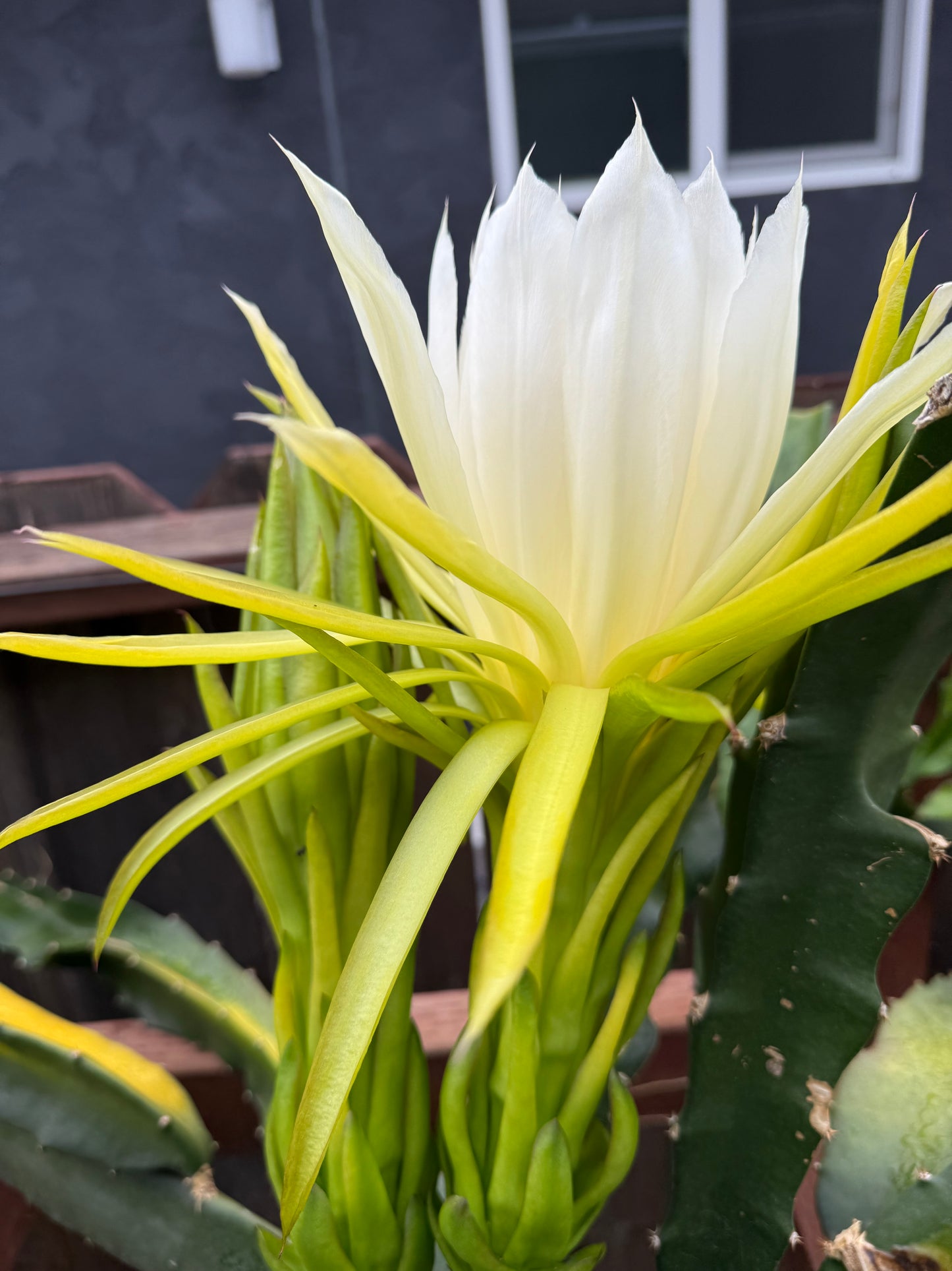 Mexicana Dragon Fruit Live cutting