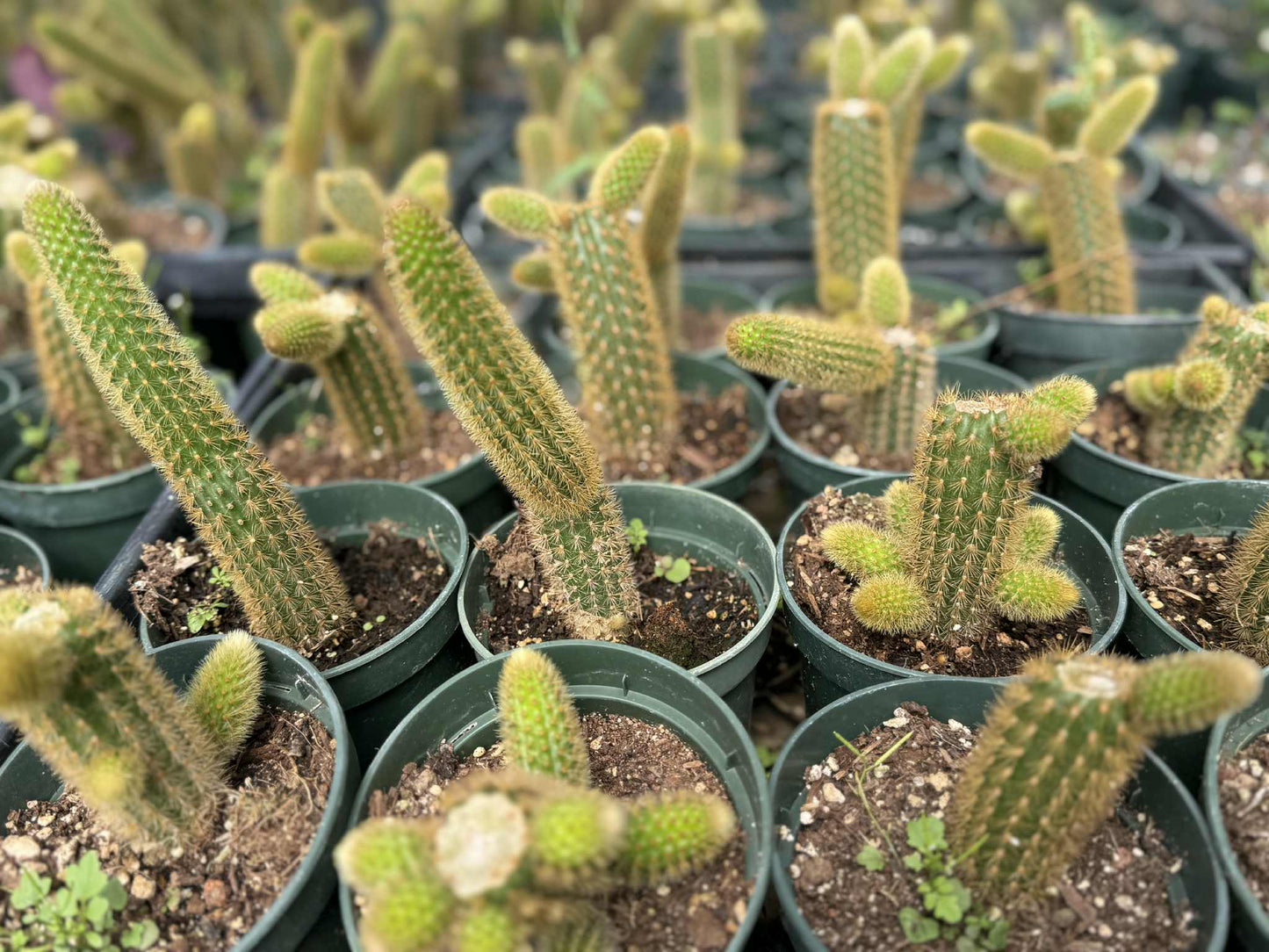 Golden Monkey Tail Cactus – Cleistocactus winteri live plant