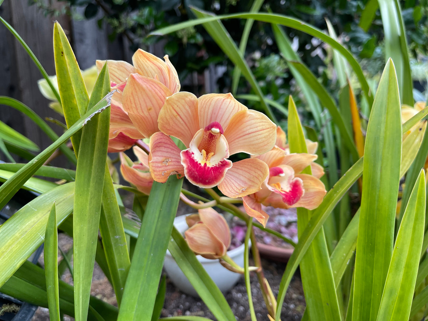 Cymbidium Foxfire Amber ‘Dural’ (Orange Boat Orchid) live plant