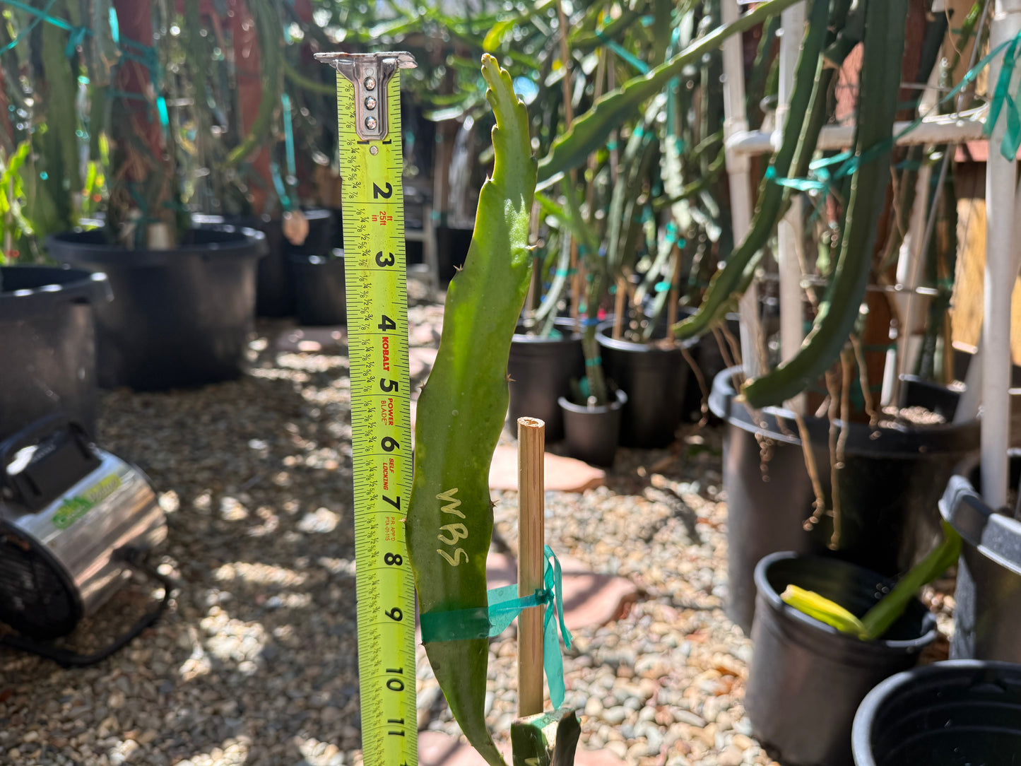 Wild Berry Skittles (Asunta 6-2) grafted Dragon Fruit live plant
