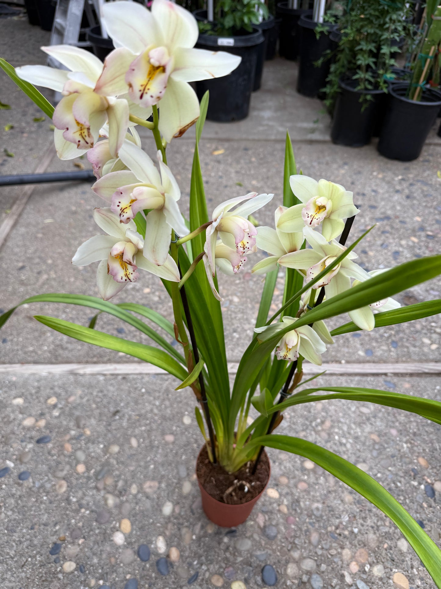 Winter Early White Cymbidium Orchid (boat orchid) live plant