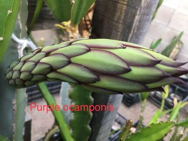 Ocamponis Grilla, Albino, Red and Purple cuttings and rooted plants