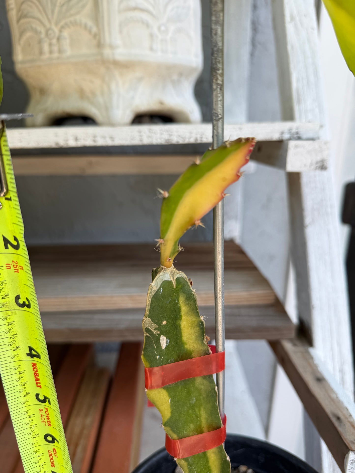 Worth Variegated Dragon Fruit rooted plant