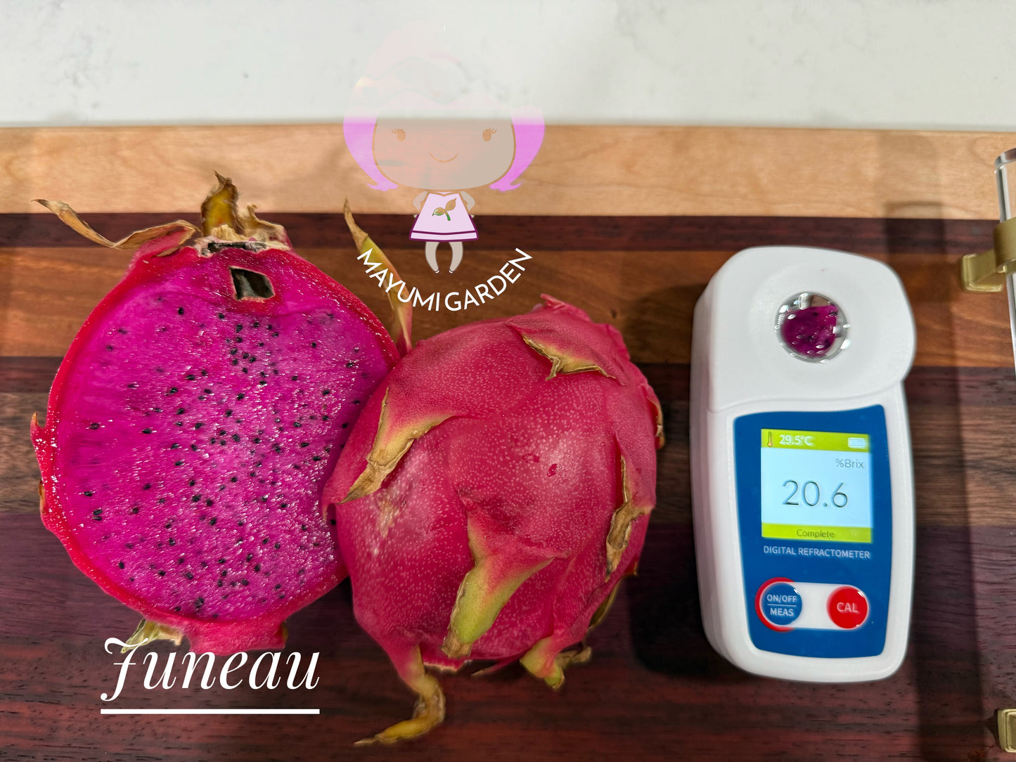 Juneau dragon fruit live cutting