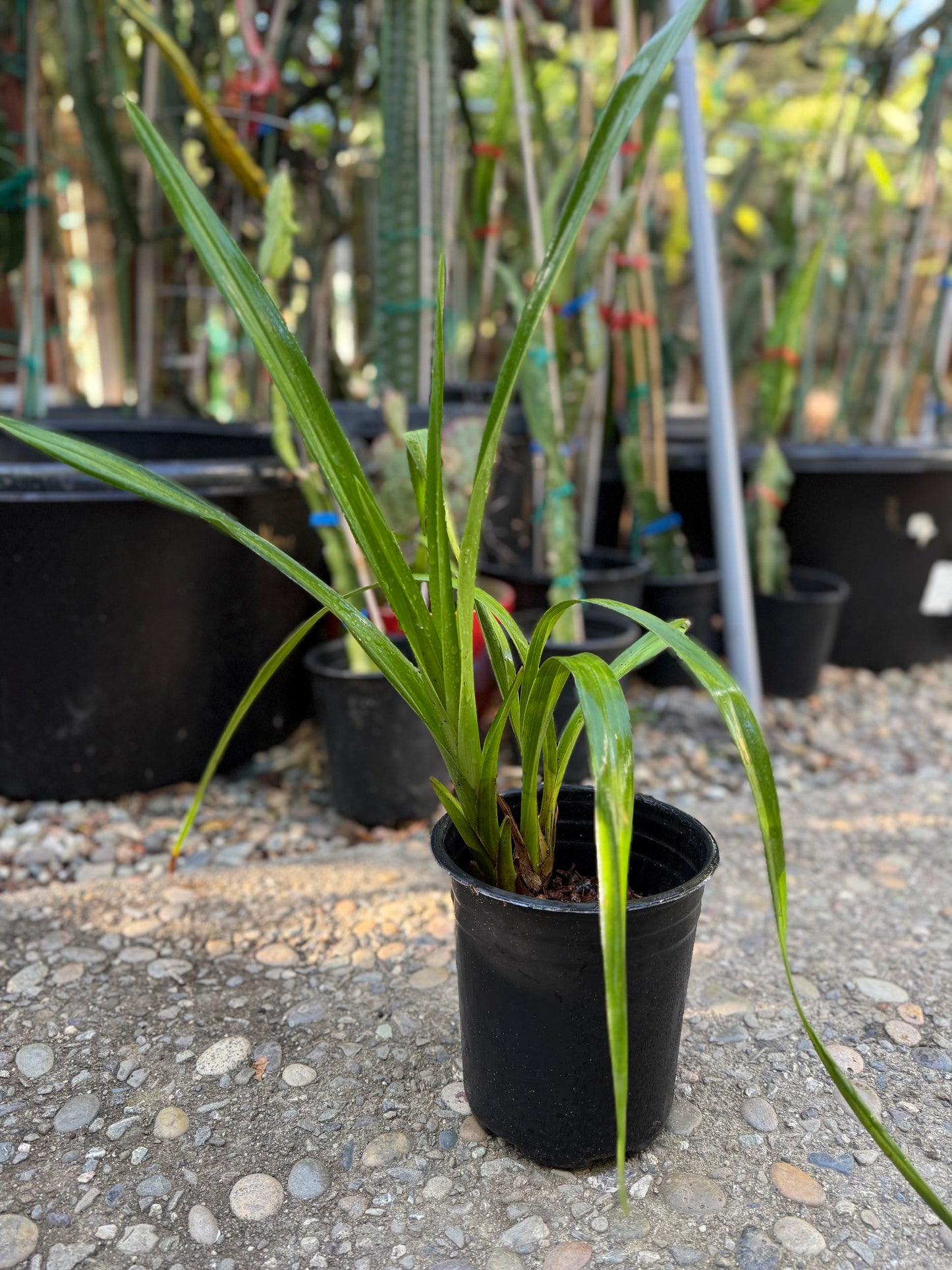 Cymbidium Terrapin Flyer (Green Cymbidium Orchid) live plant