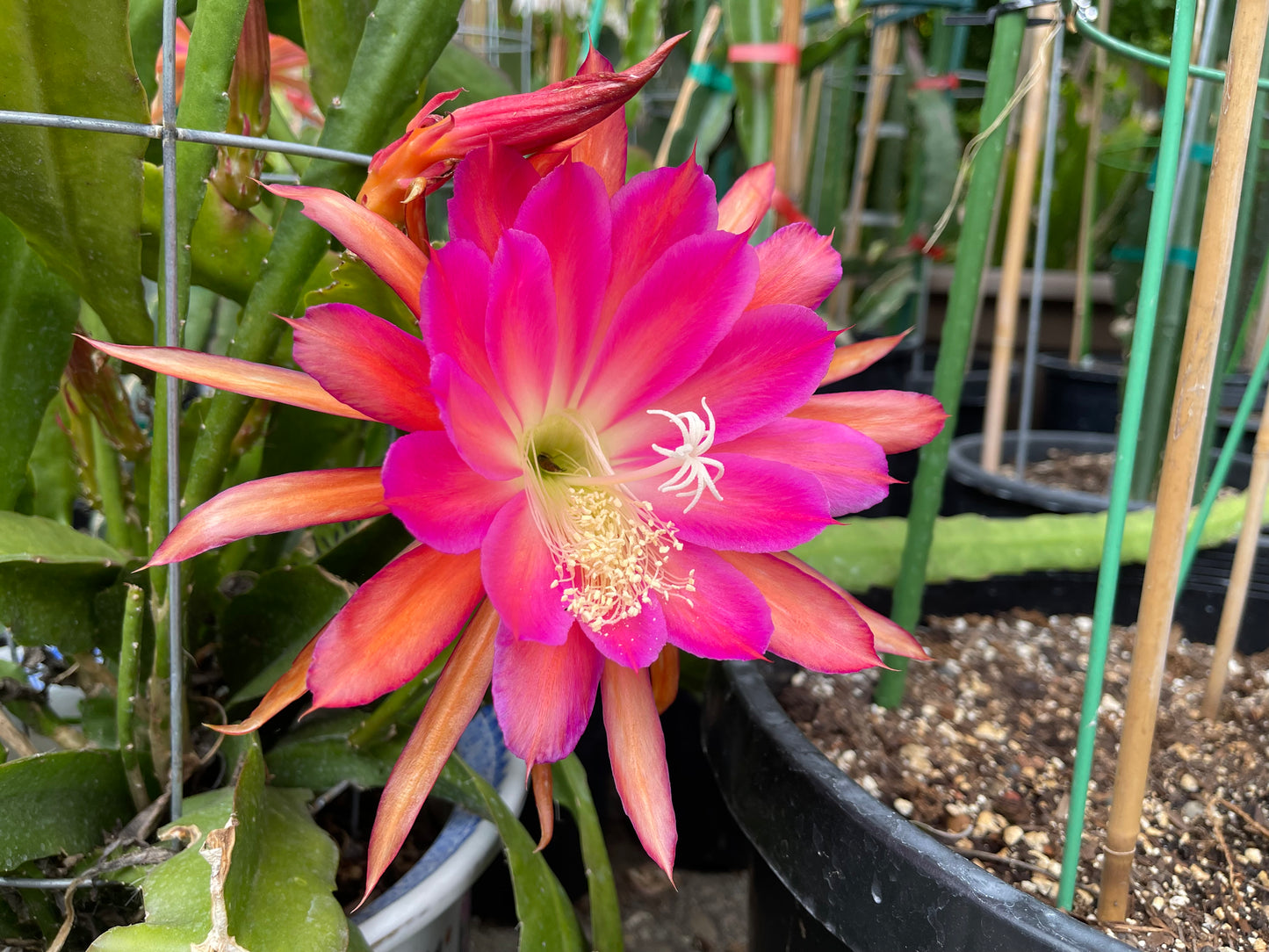Jeffrey Kida Epiphyllum