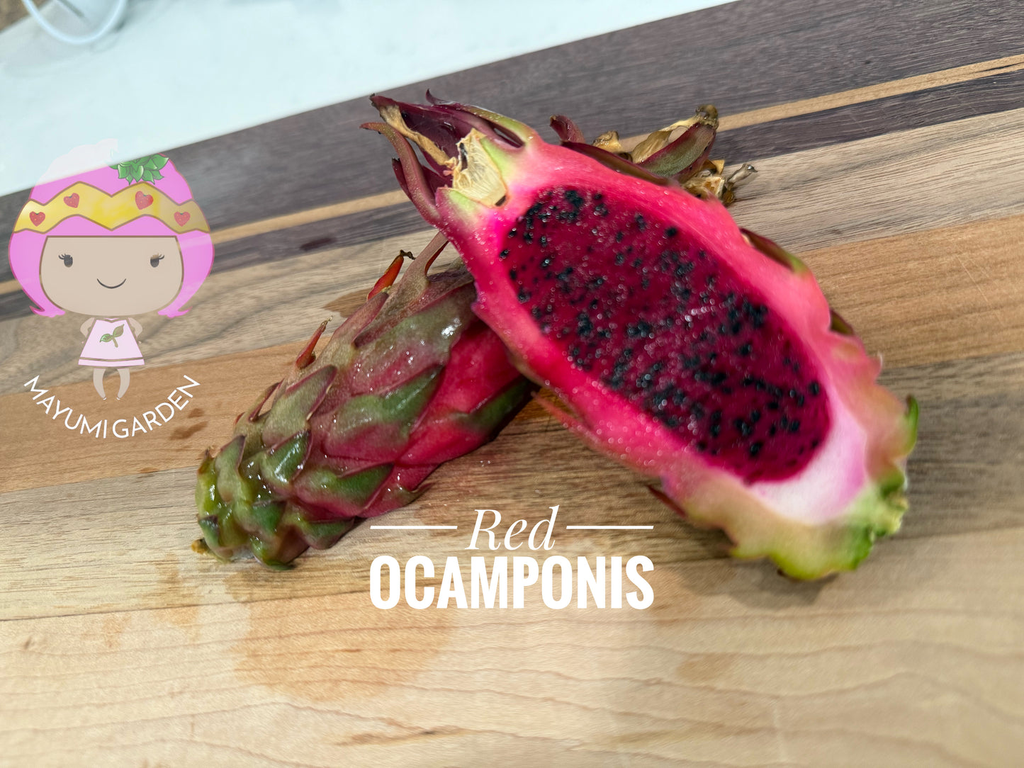 Red Ocamponis Dragon Fruit Cutting