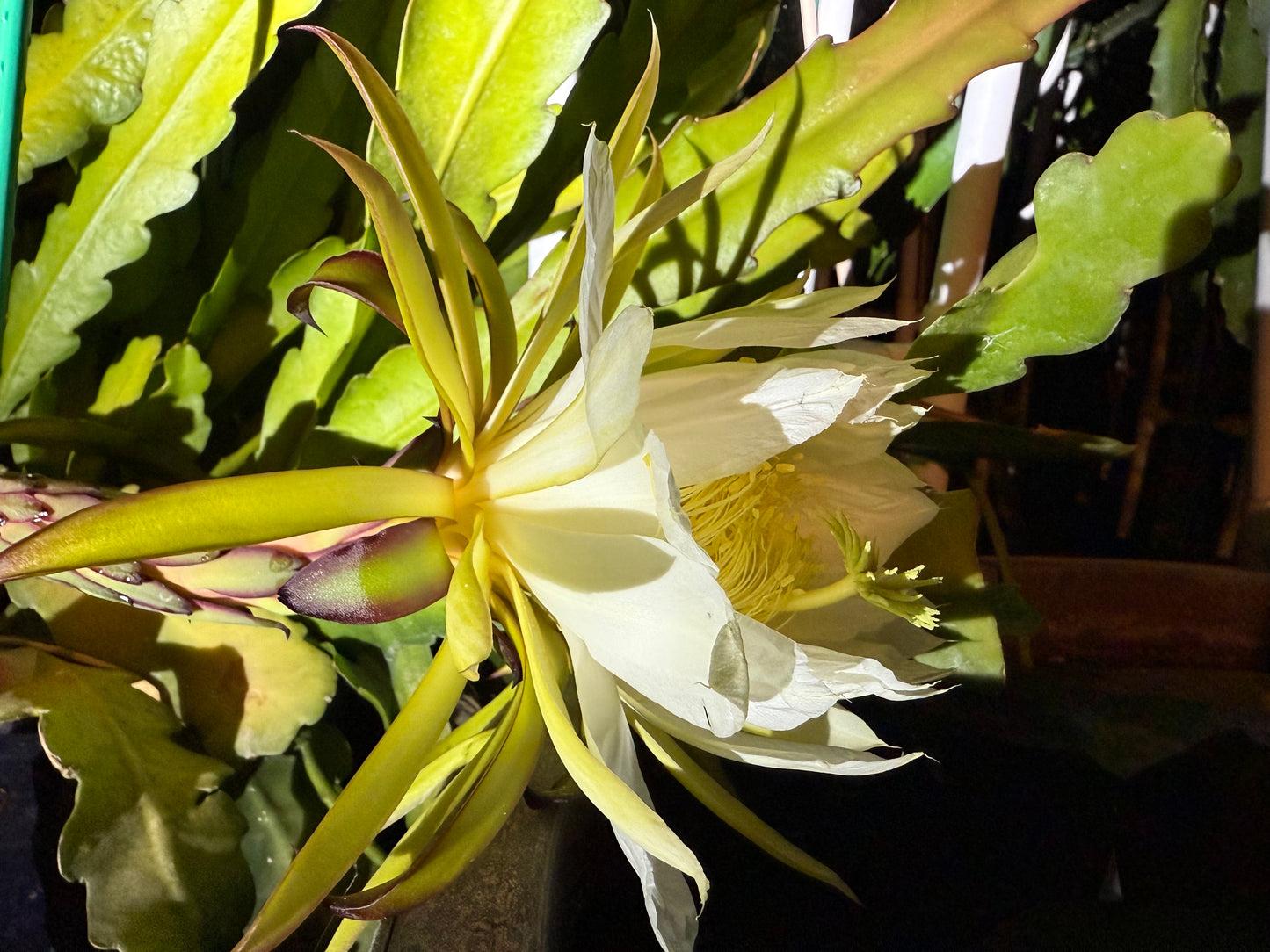 Red Ocamponis Dragon Fruit Cutting